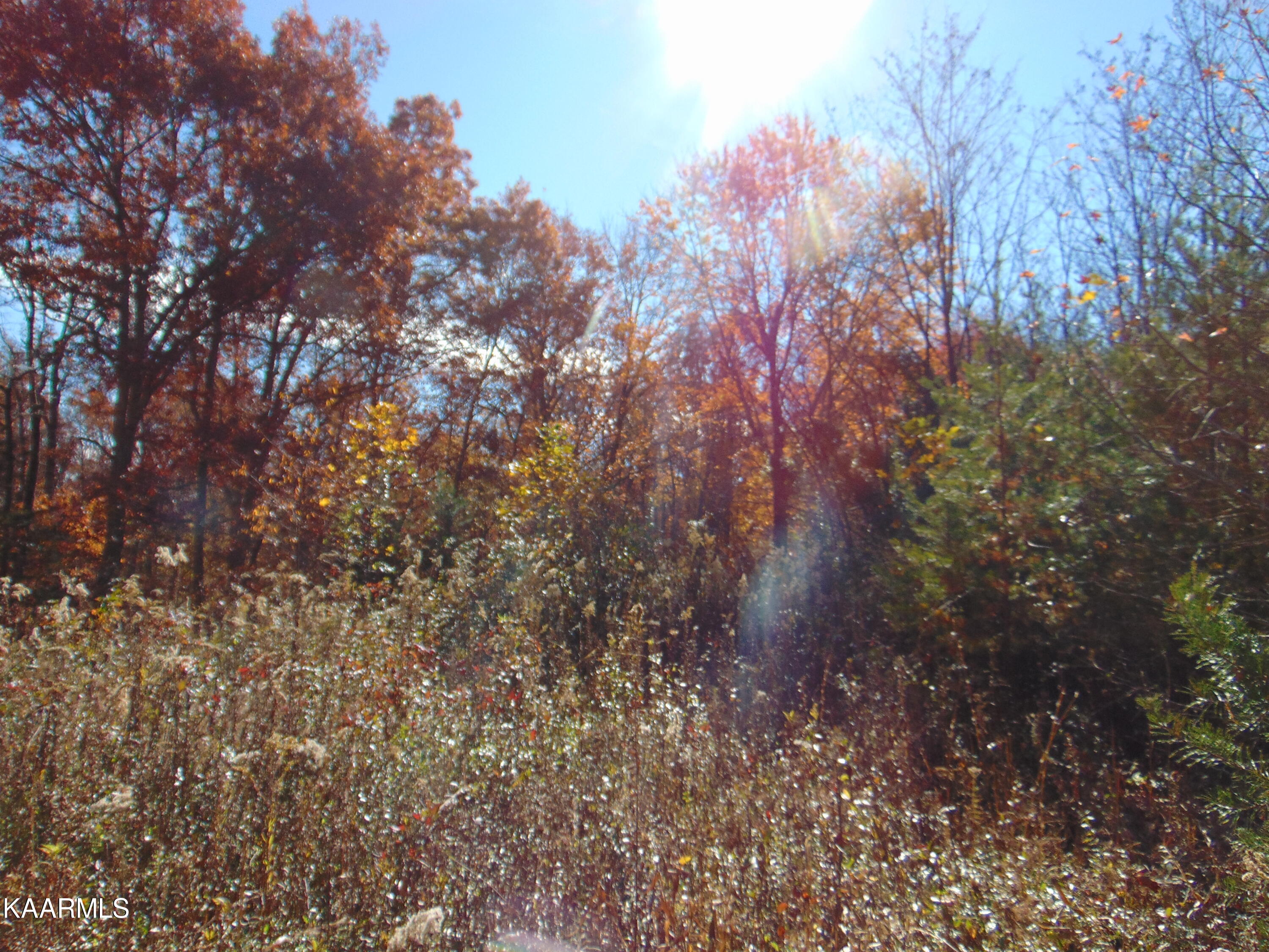 14.41-acre Raccoon Ridge Road Spring City, TN 37381 - Photo 22 of 43 DSC01701