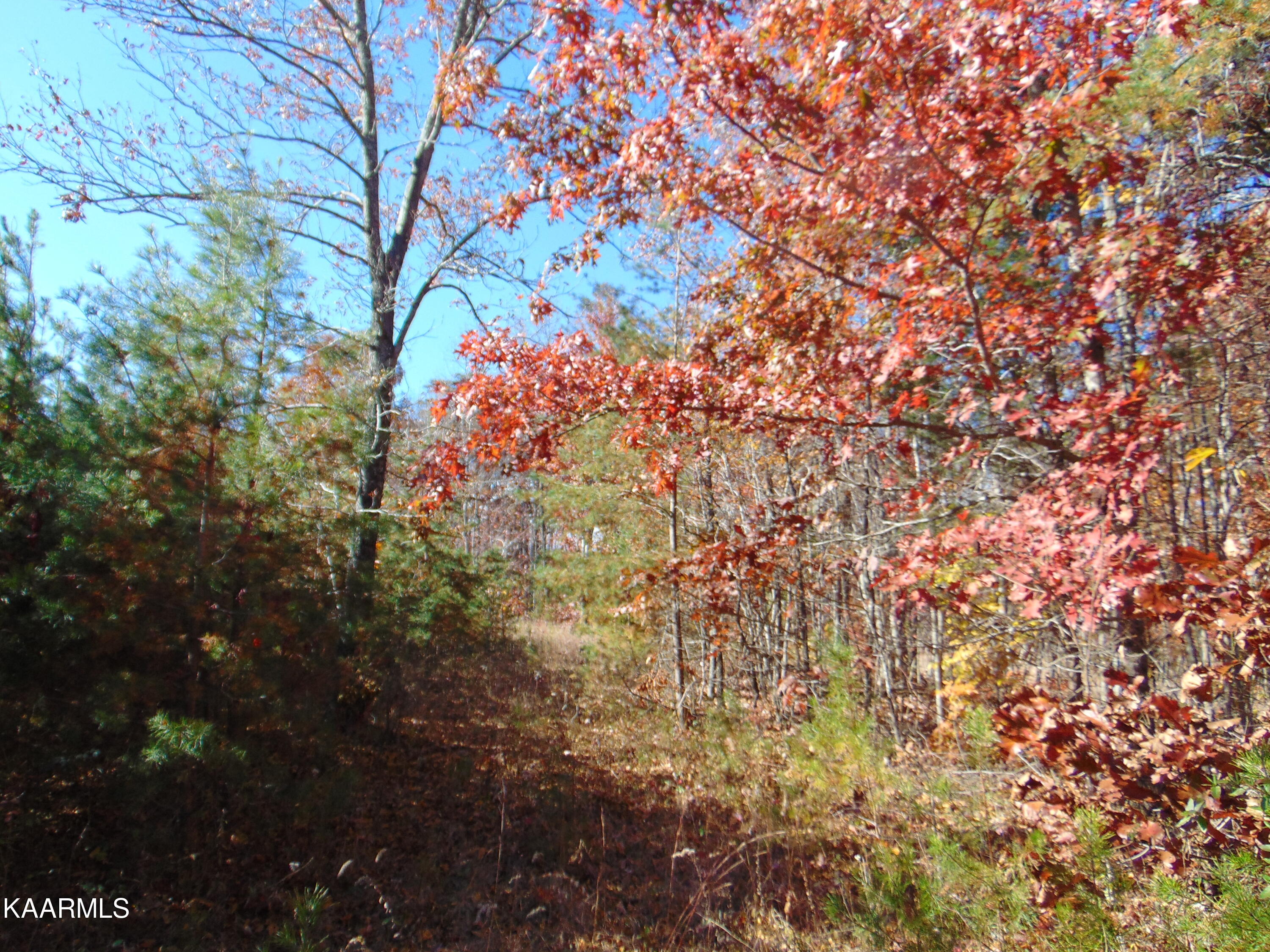 14.41-acre Raccoon Ridge Road Spring City, TN 37381 - Photo 24 of 43 DSC01703