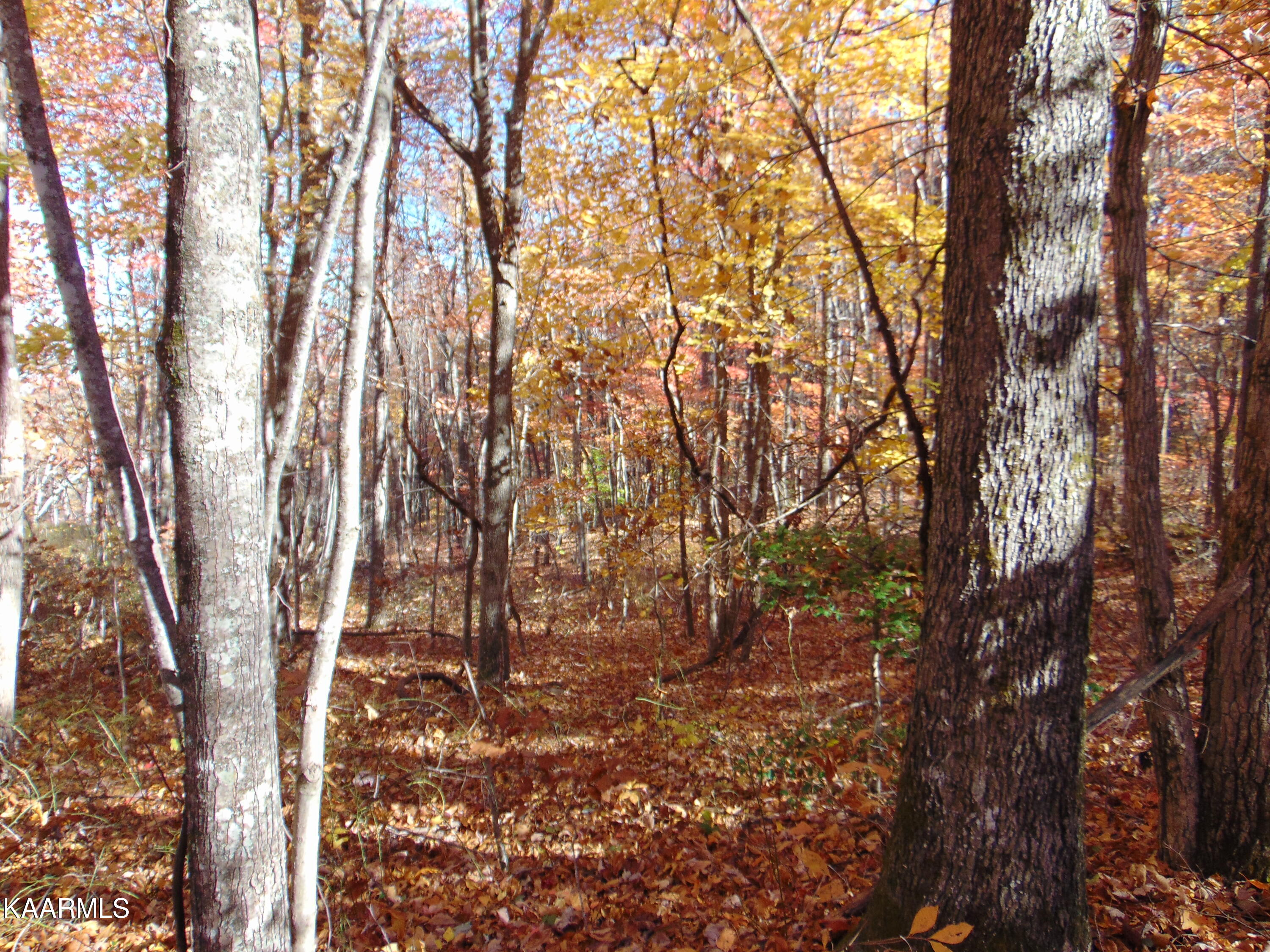 14.41-acre Raccoon Ridge Road Spring City, TN 37381 - Photo 27 of 43 DSC01706