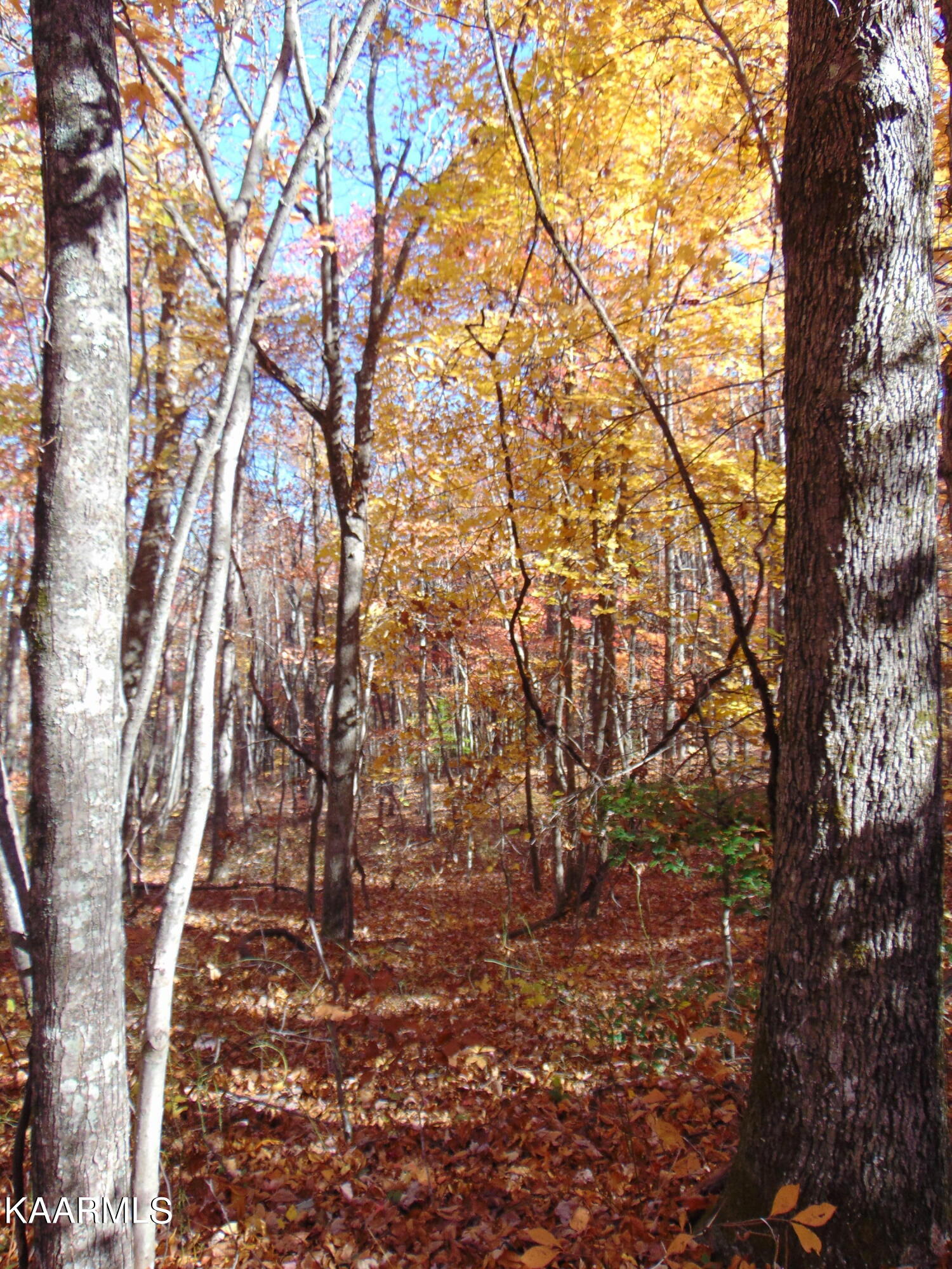 14.41-acre Raccoon Ridge Road Spring City, TN 37381 - Photo 28 of 43 DSC01707