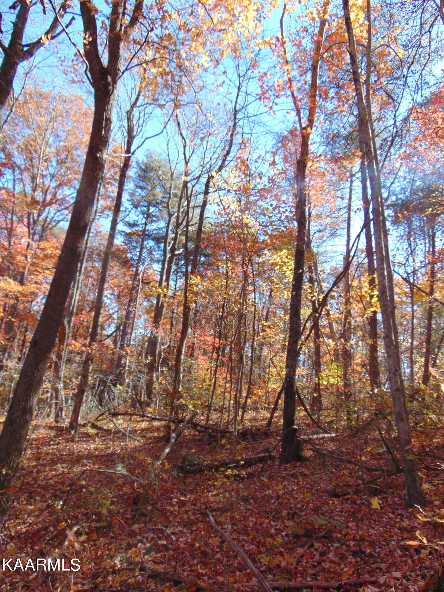 14.41-acre Raccoon Ridge Road Spring City, TN 37381 - Photo 29 of 43 DSC01708