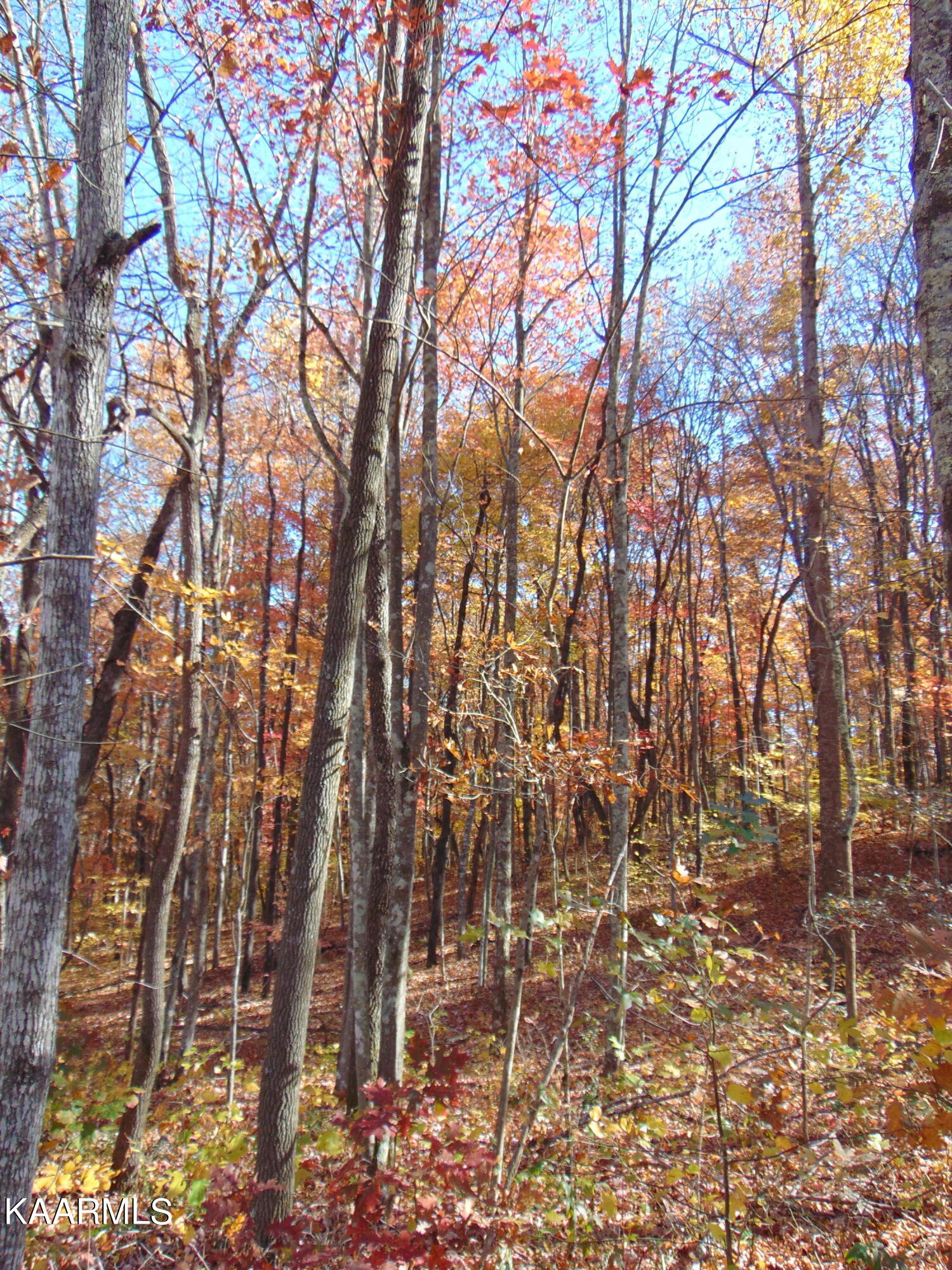 14.41-acre Raccoon Ridge Road Spring City, TN 37381 - Photo 31 of 43 DSC01710