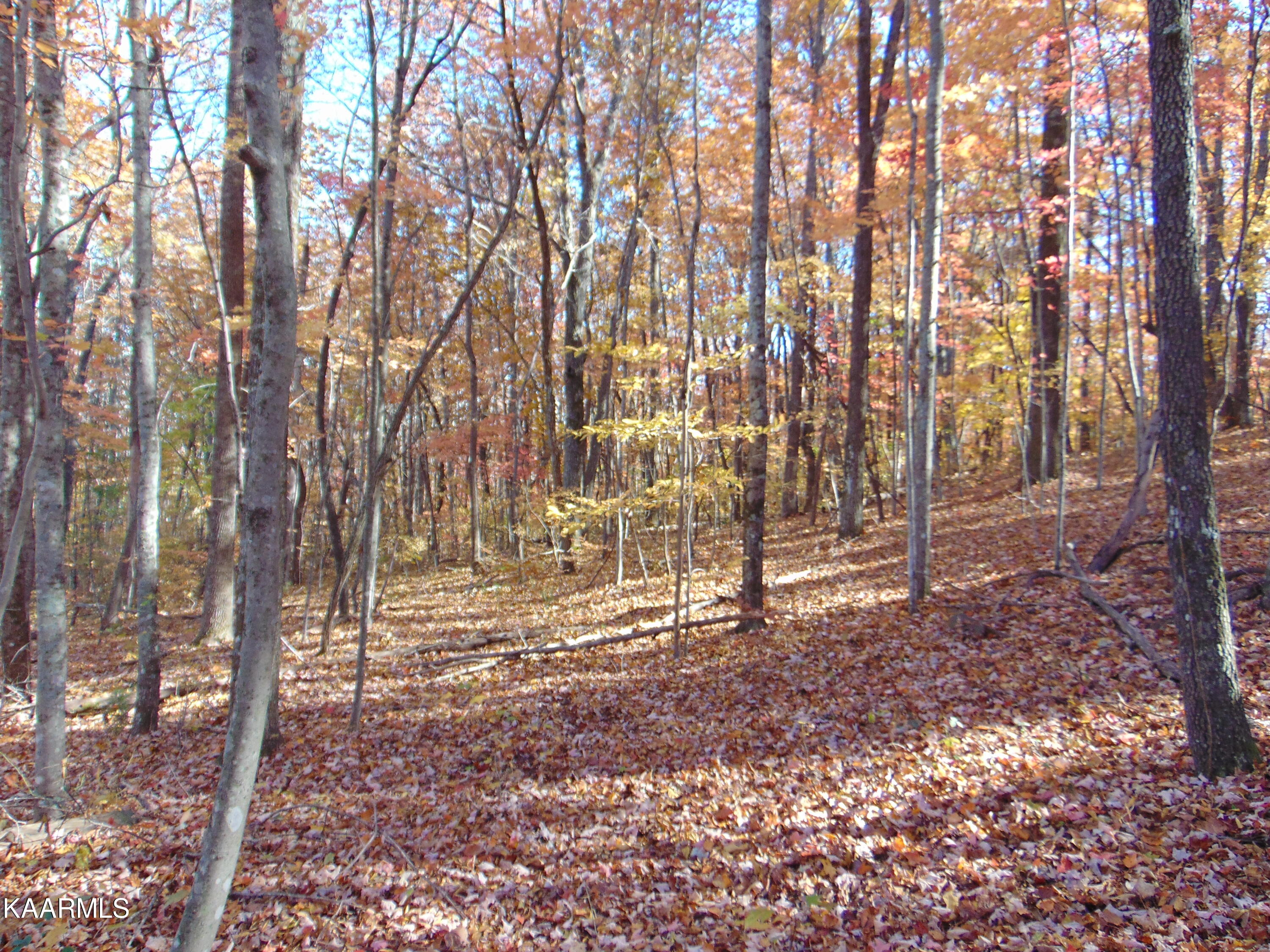 14.41-acre Raccoon Ridge Road Spring City, TN 37381 - Photo 32 of 43 DSC01711