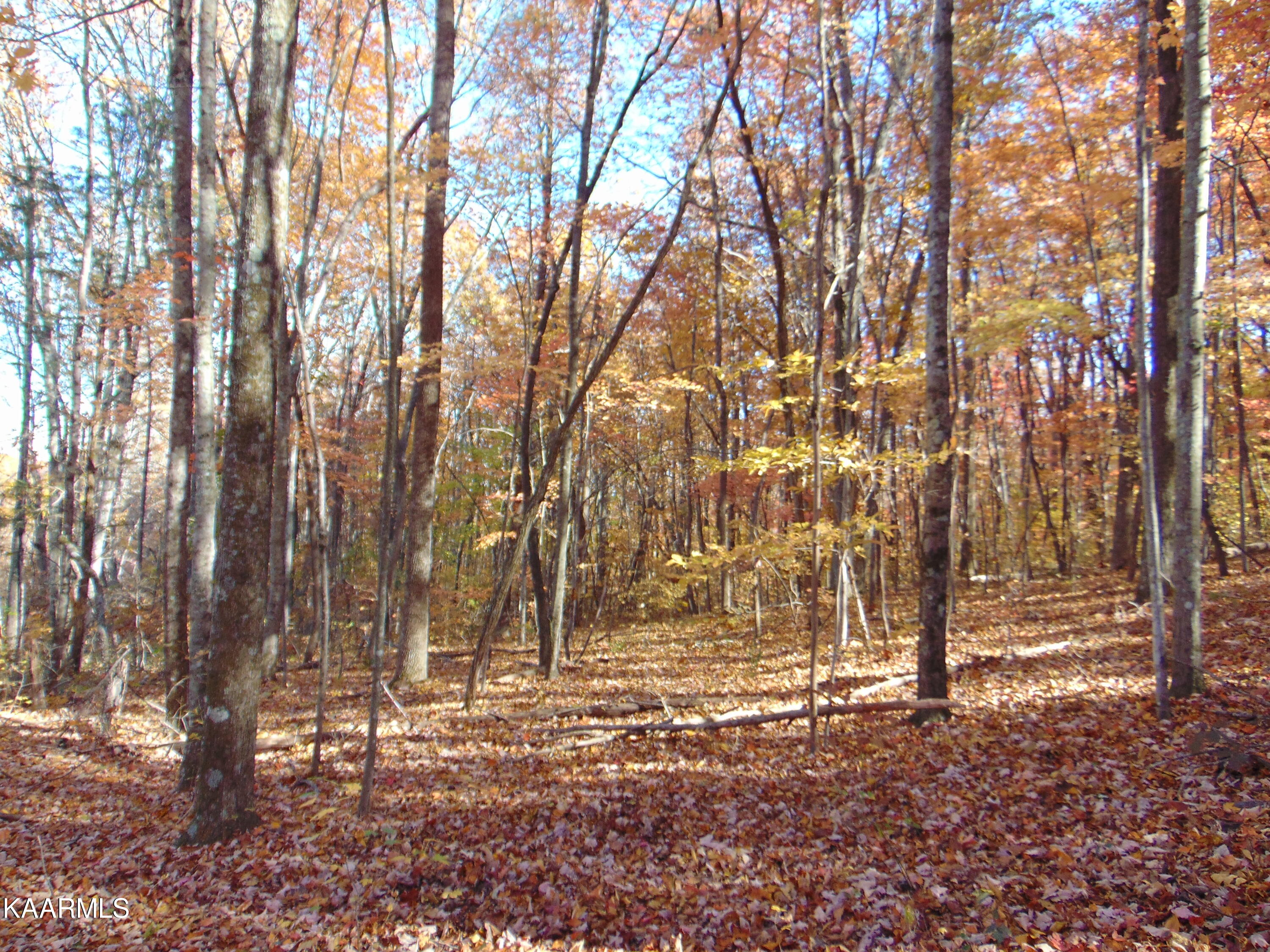 14.41-acre Raccoon Ridge Road Spring City, TN 37381 - Photo 33 of 43 DSC01713