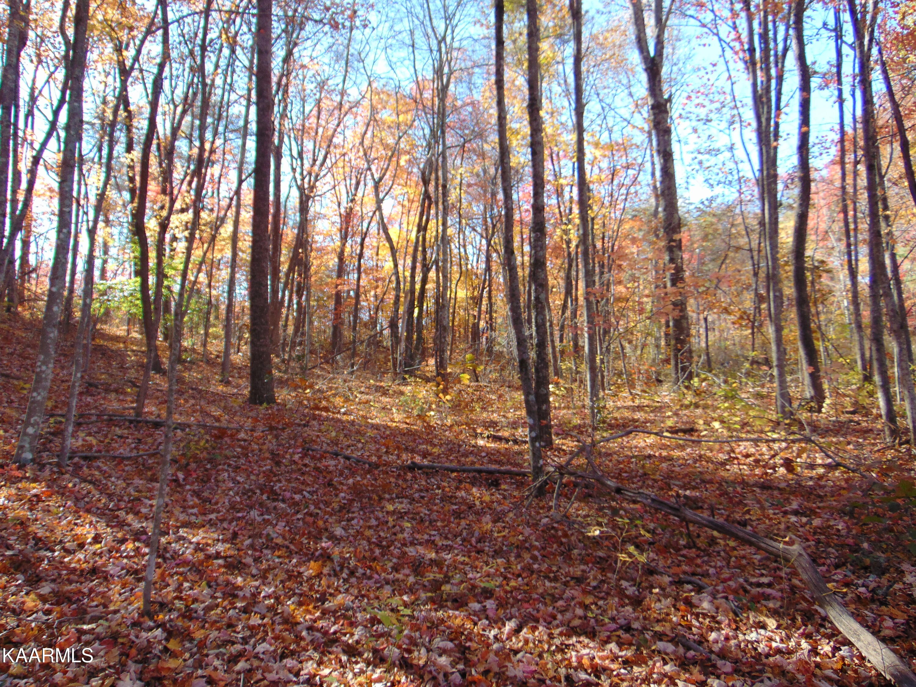 14.41-acre Raccoon Ridge Road Spring City, TN 37381 - Photo 34 of 43 DSC01714