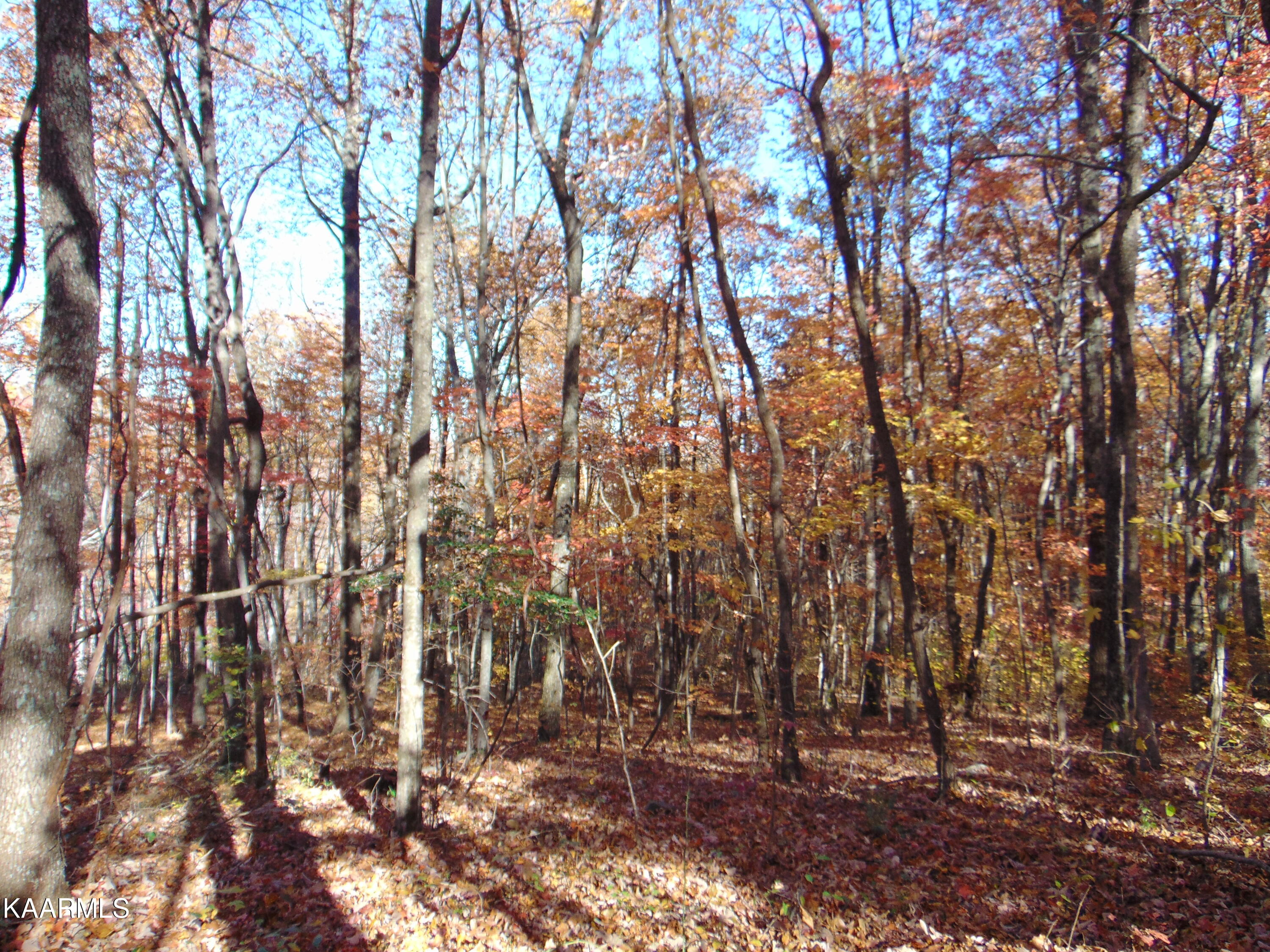 14.41-acre Raccoon Ridge Road Spring City, TN 37381 - Photo 35 of 43 DSC01715