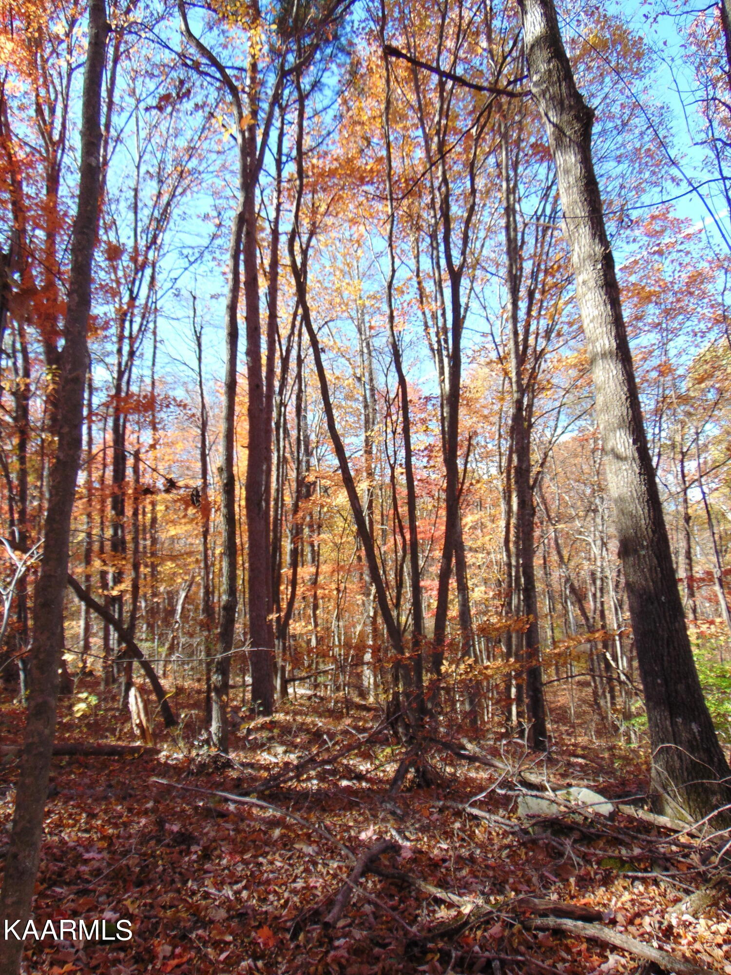 14.41-acre Raccoon Ridge Road Spring City, TN 37381 - Photo 36 of 43 DSC01716
