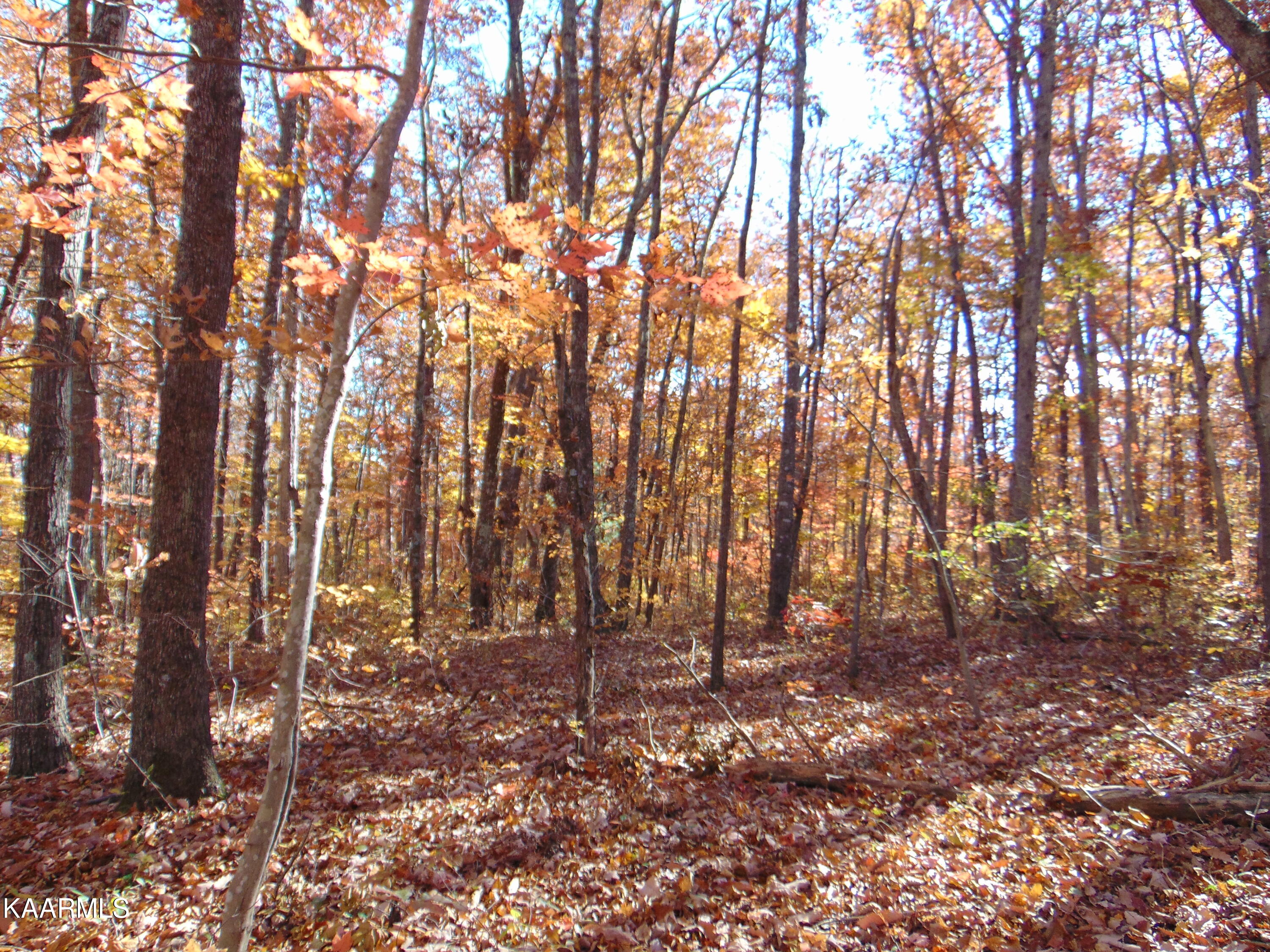14.41-acre Raccoon Ridge Road Spring City, TN 37381 - Photo 37 of 43 DSC01717