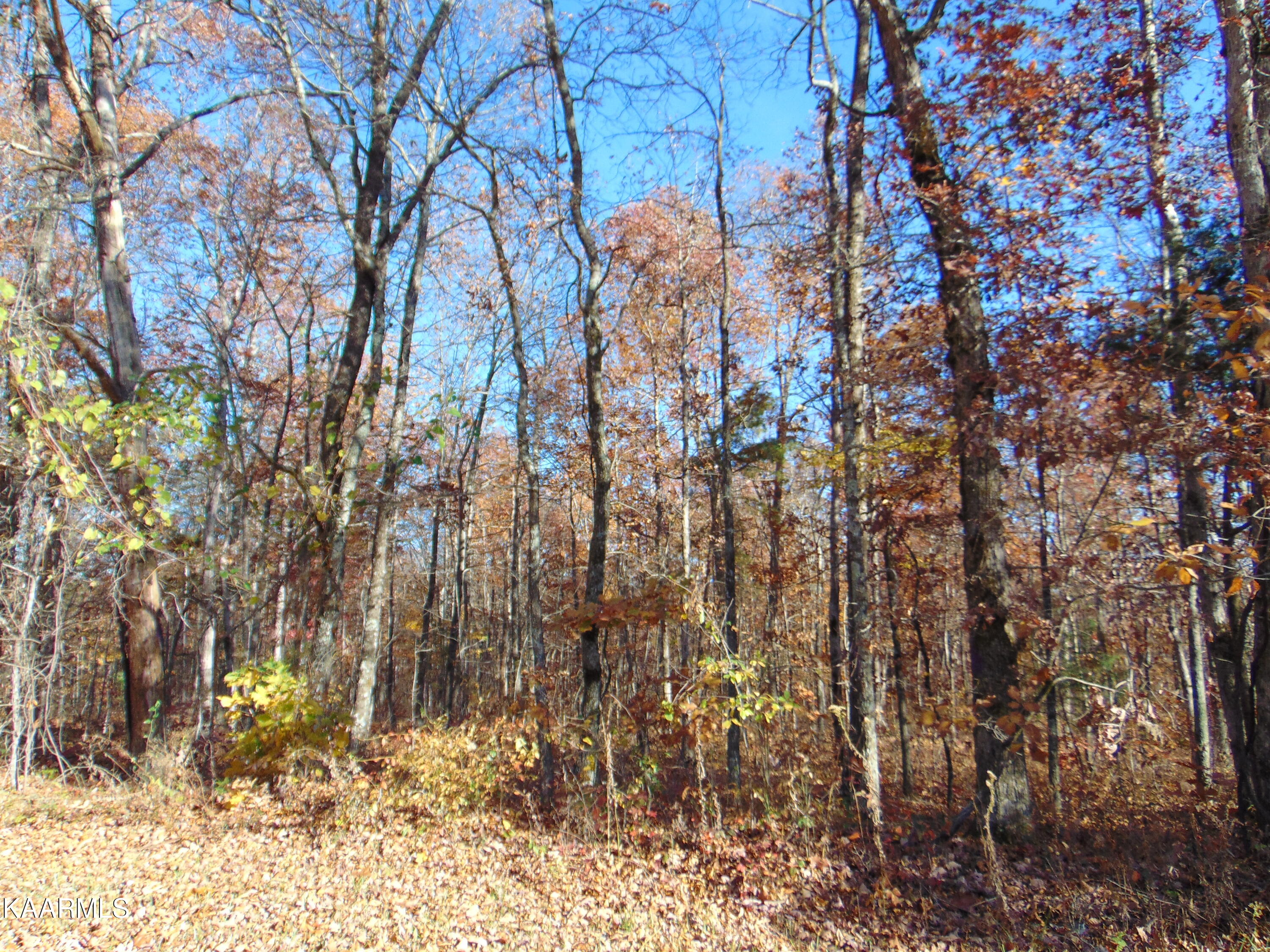 14.41-acre Raccoon Ridge Road Spring City, TN 37381 - Photo 40 of 43 DSC01758