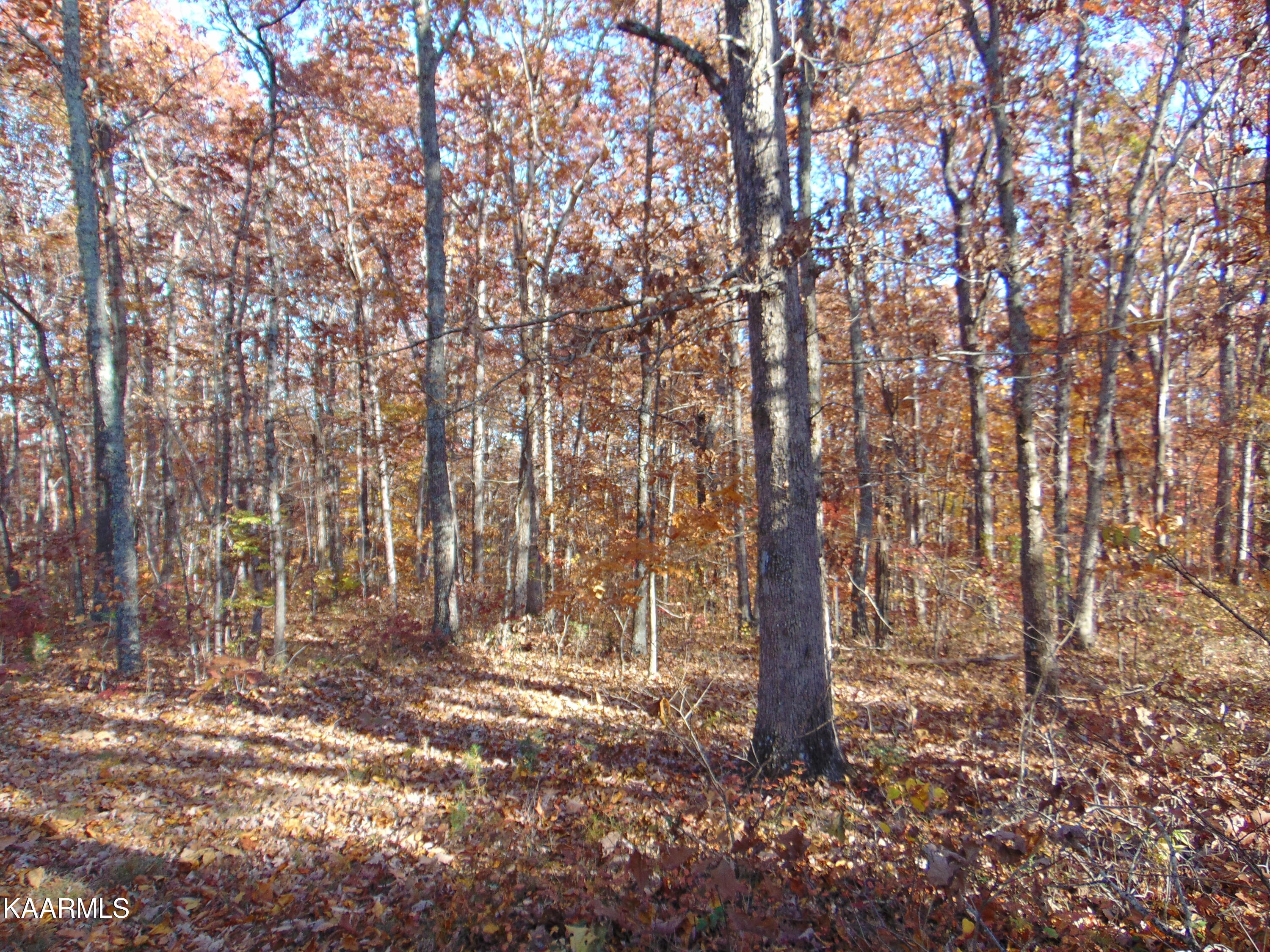 14.41-acre Raccoon Ridge Road Spring City, TN 37381 - Photo 41 of 43 DSC01757