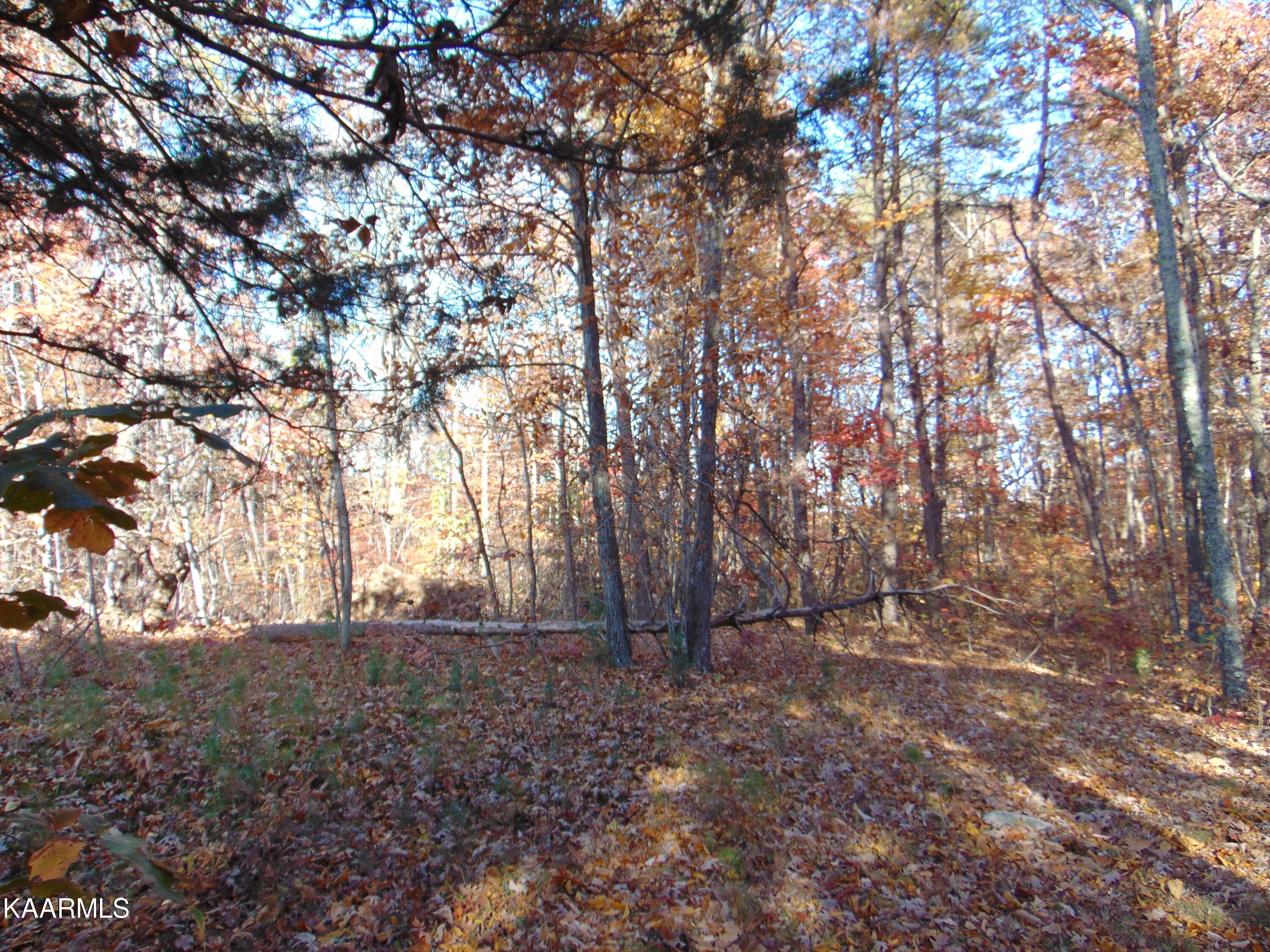 14.41-acre Raccoon Ridge Road Spring City, TN 37381 - Photo 42 of 43 DSC01756