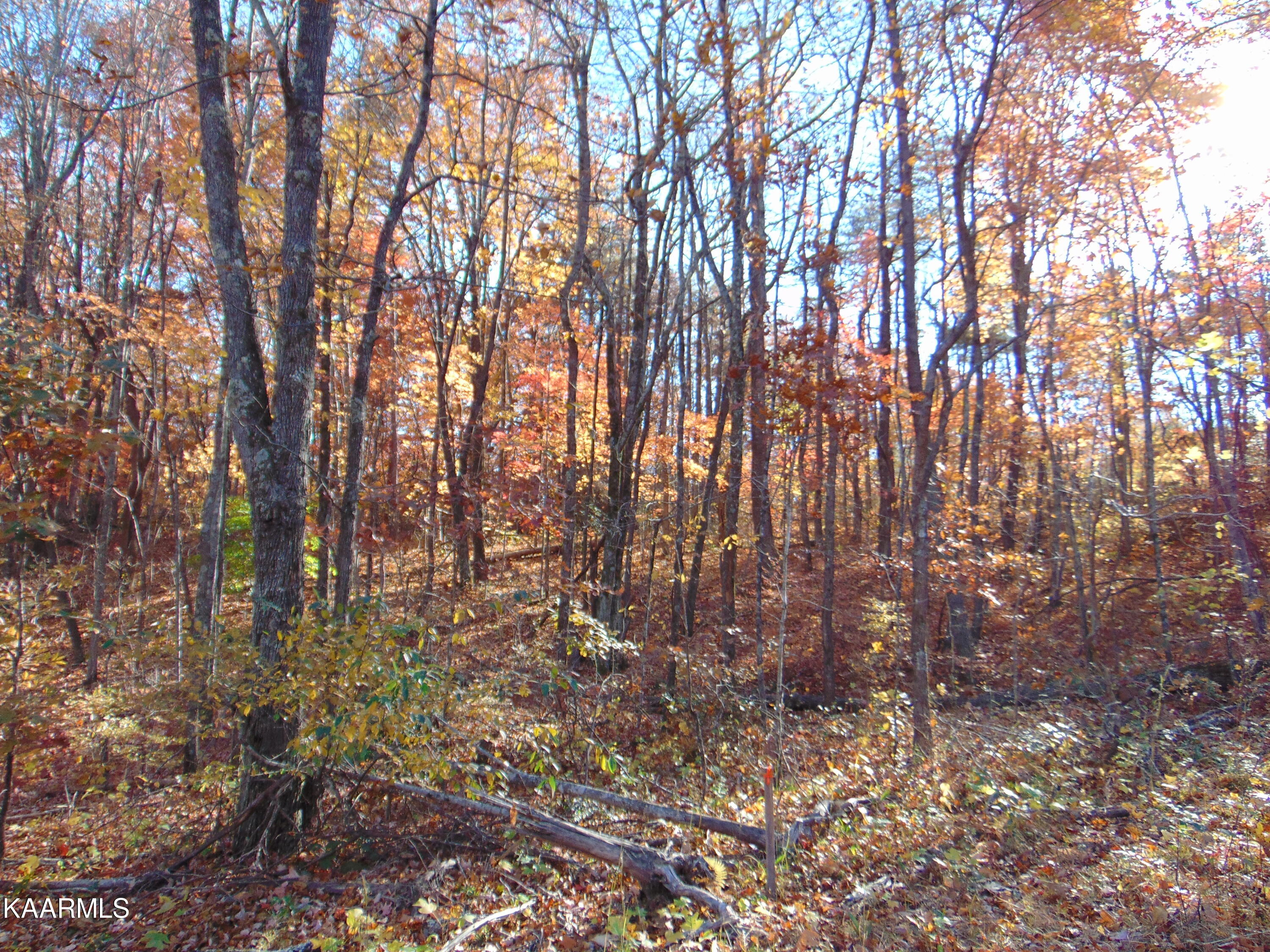 14.41-acre Raccoon Ridge Road Spring City, TN 37381 - Photo 43 of 43 DSC01755