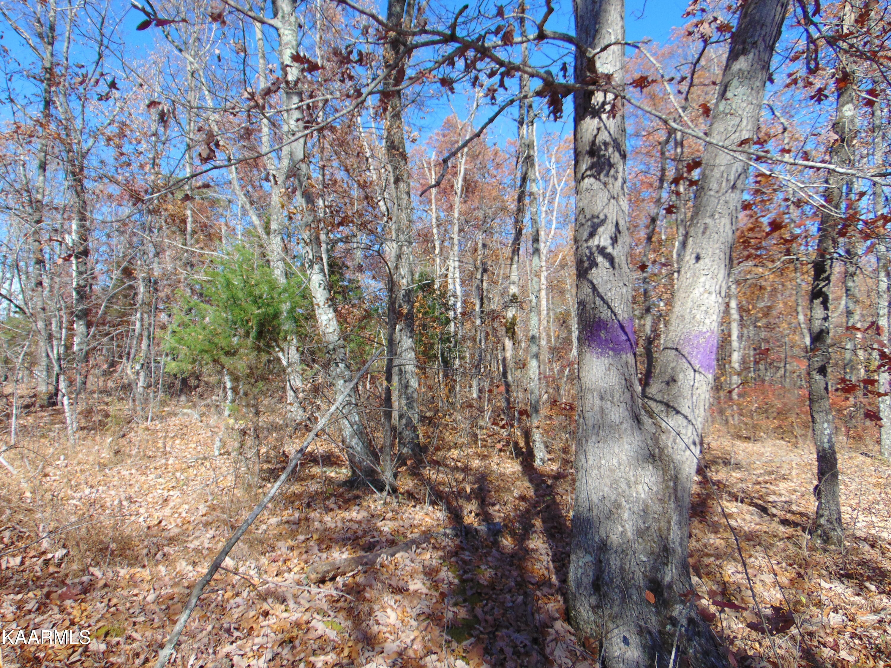 14.41-acre Raccoon Ridge Road Spring City, TN 37381 - Photo 5 of 43 DSC01684