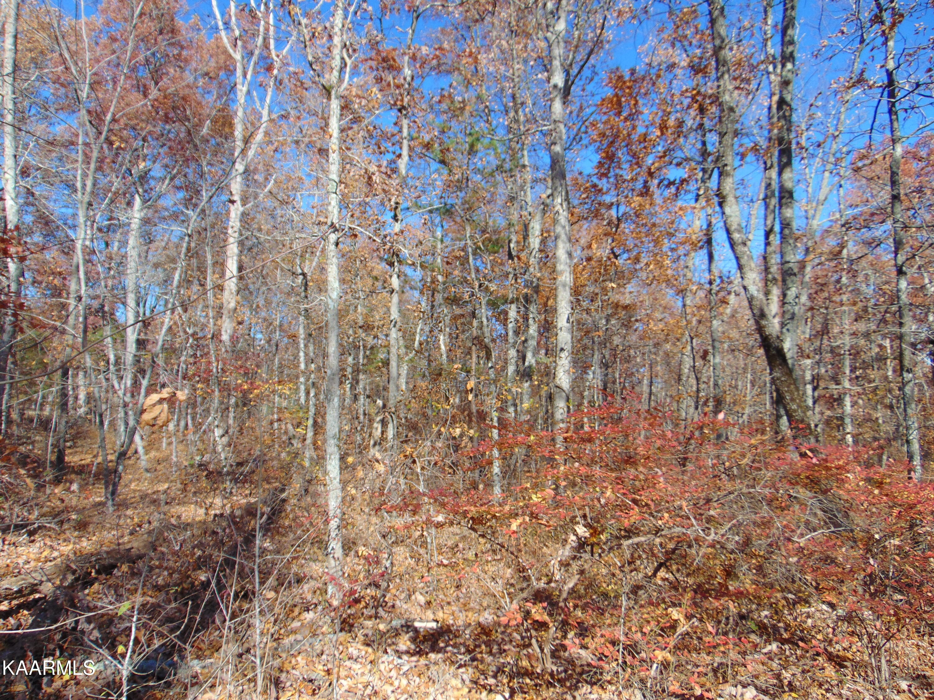 14.41-acre Raccoon Ridge Road Spring City, TN 37381 - Photo 6 of 43 DSC01685