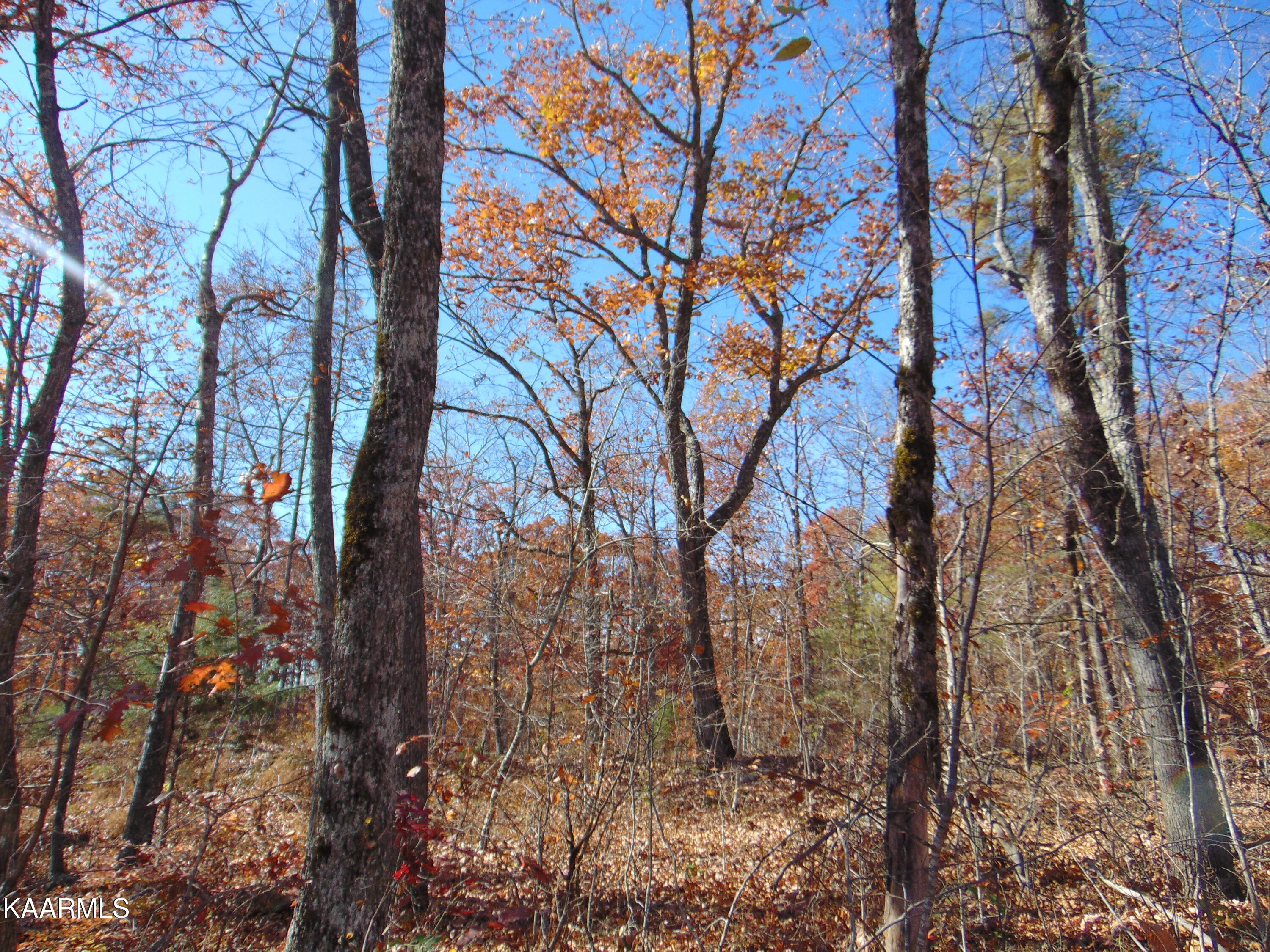 14.41-acre Raccoon Ridge Road Spring City, TN 37381 - Photo 7 of 43 DSC01686