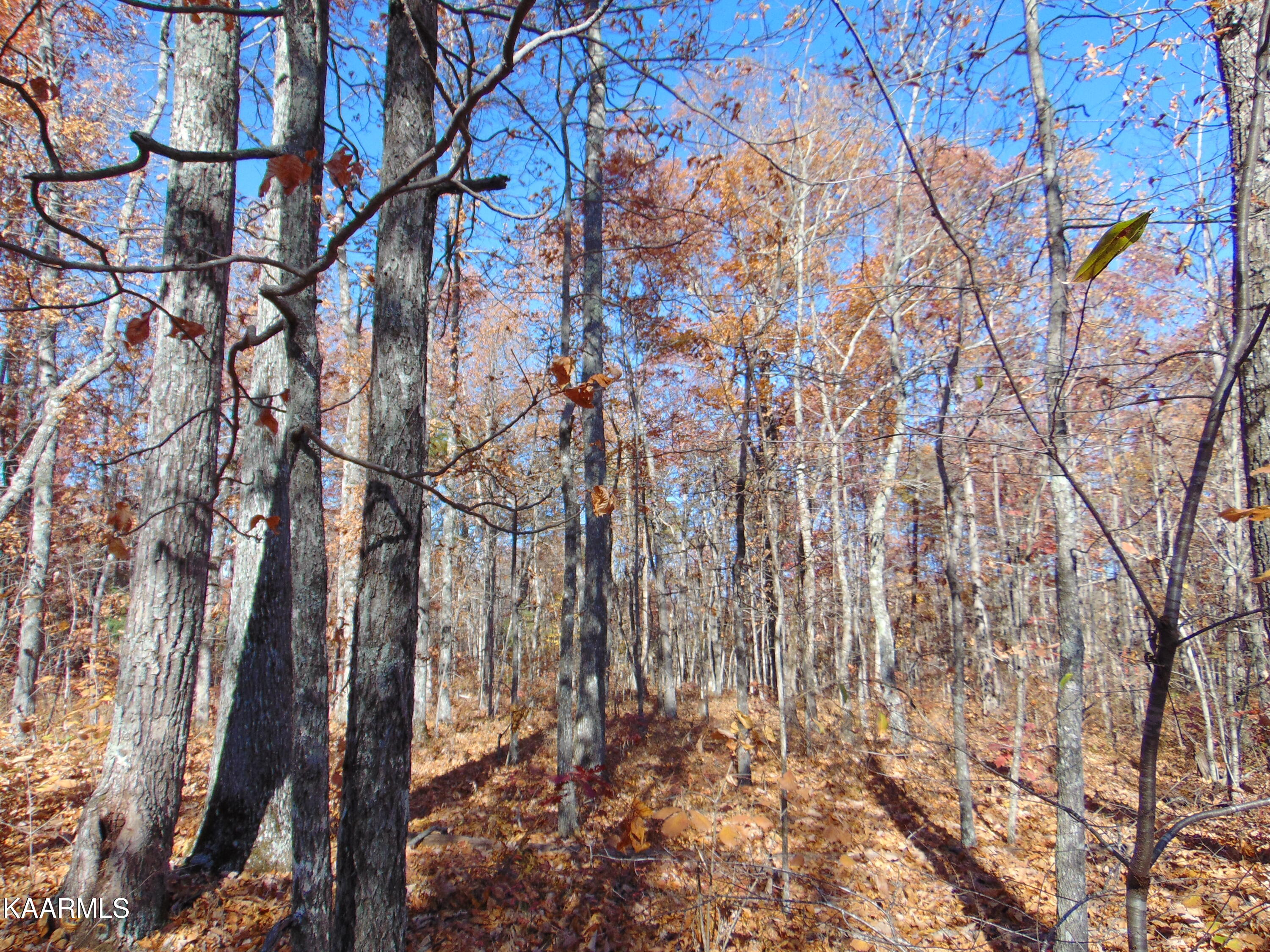 14.41-acre Raccoon Ridge Road Spring City, TN 37381 - Photo 8 of 43 DSC01687