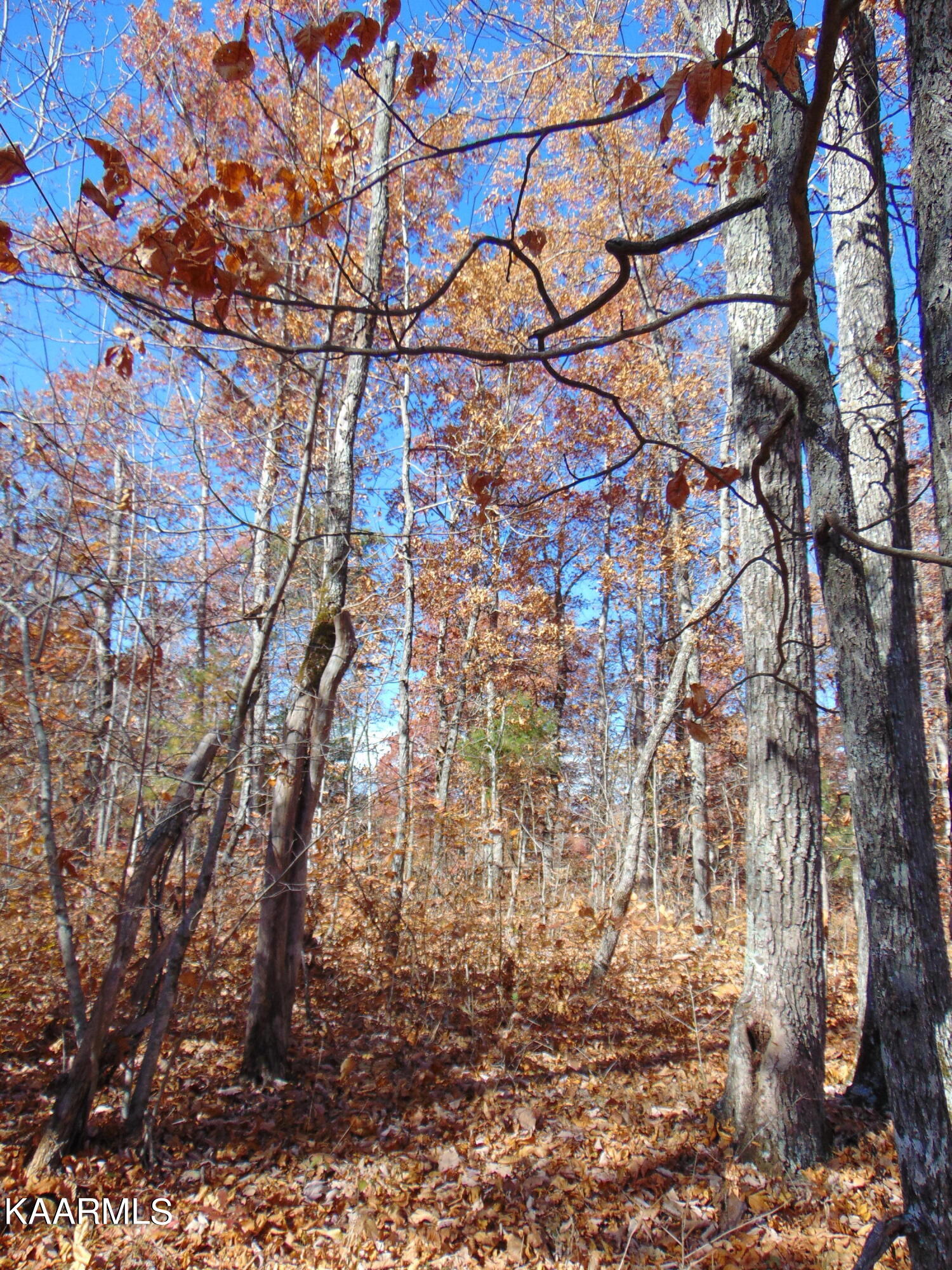 14.41-acre Raccoon Ridge Road Spring City, TN 37381 - Photo 9 of 43 DSC01688