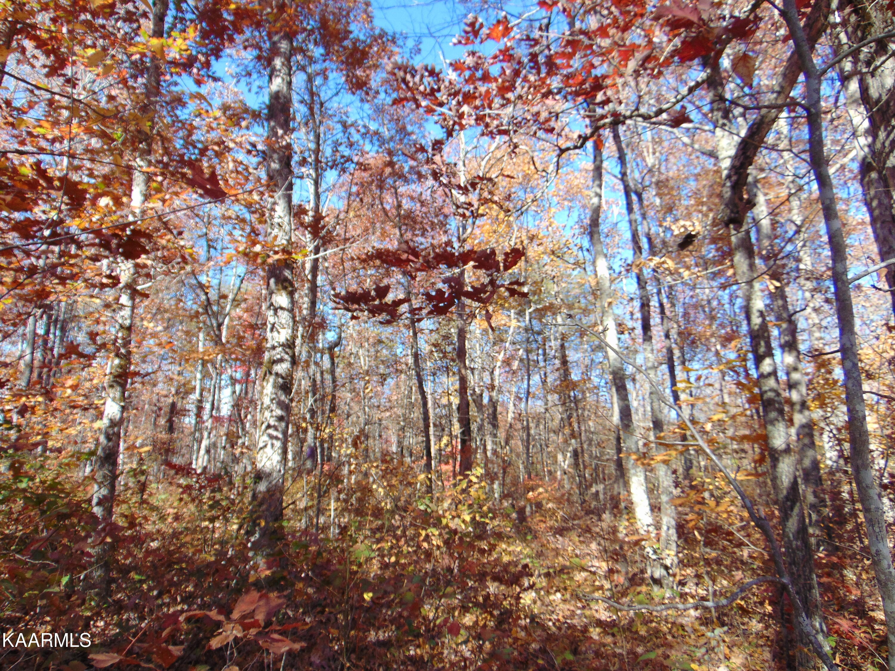 14.41-acre Raccoon Ridge Road Spring City, TN 37381 - Photo 10 of 43 DSC01689