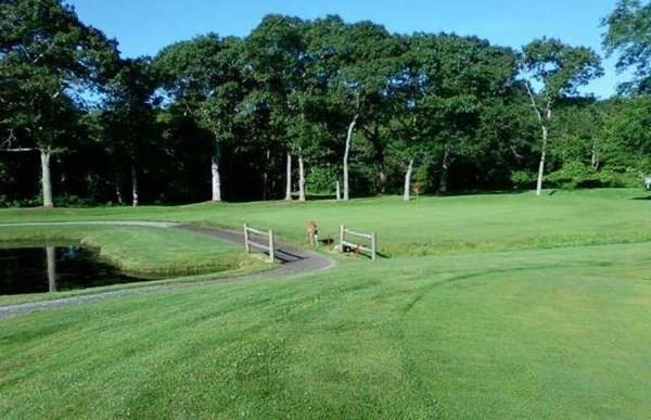 50 Great Neck Road Wareham, MA 02558 - Photo 21 of 21 a view of a park and trees