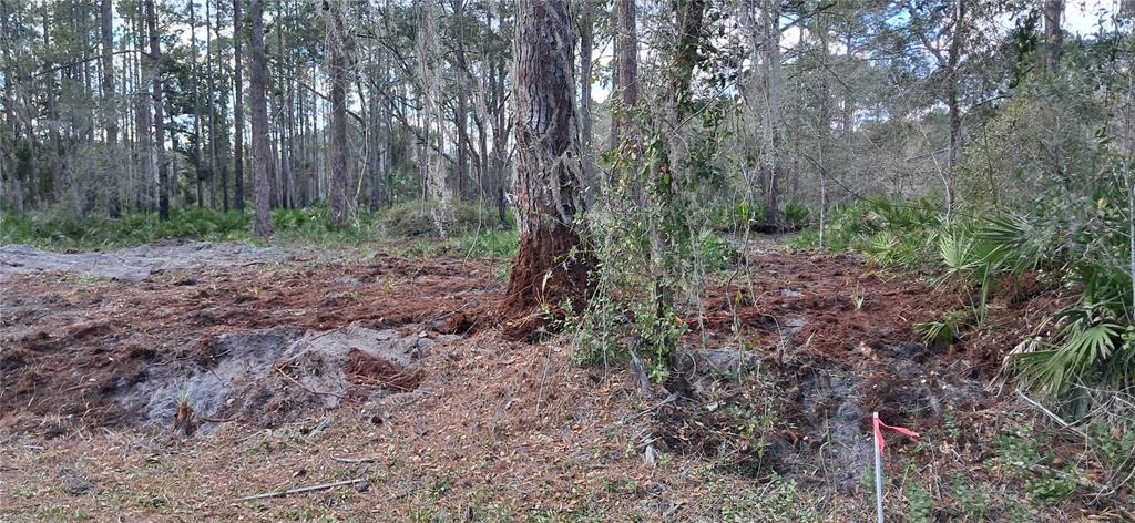 107 Pine Avenue Georgetown, FL 32139 - Photo 8 of 8