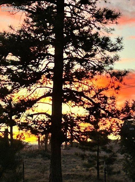 877 North Mountain Estates Road Florissant, CO 80816 - Photo 23 of 23 a view of tree
