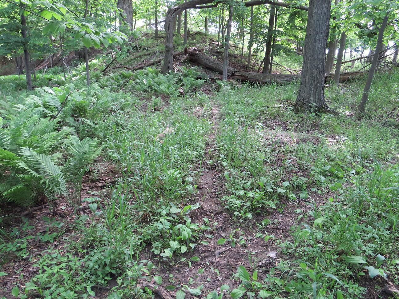 4670 Rescue Road Owendale, MI 48754 - Photo 52 of 97 IMG_6404
