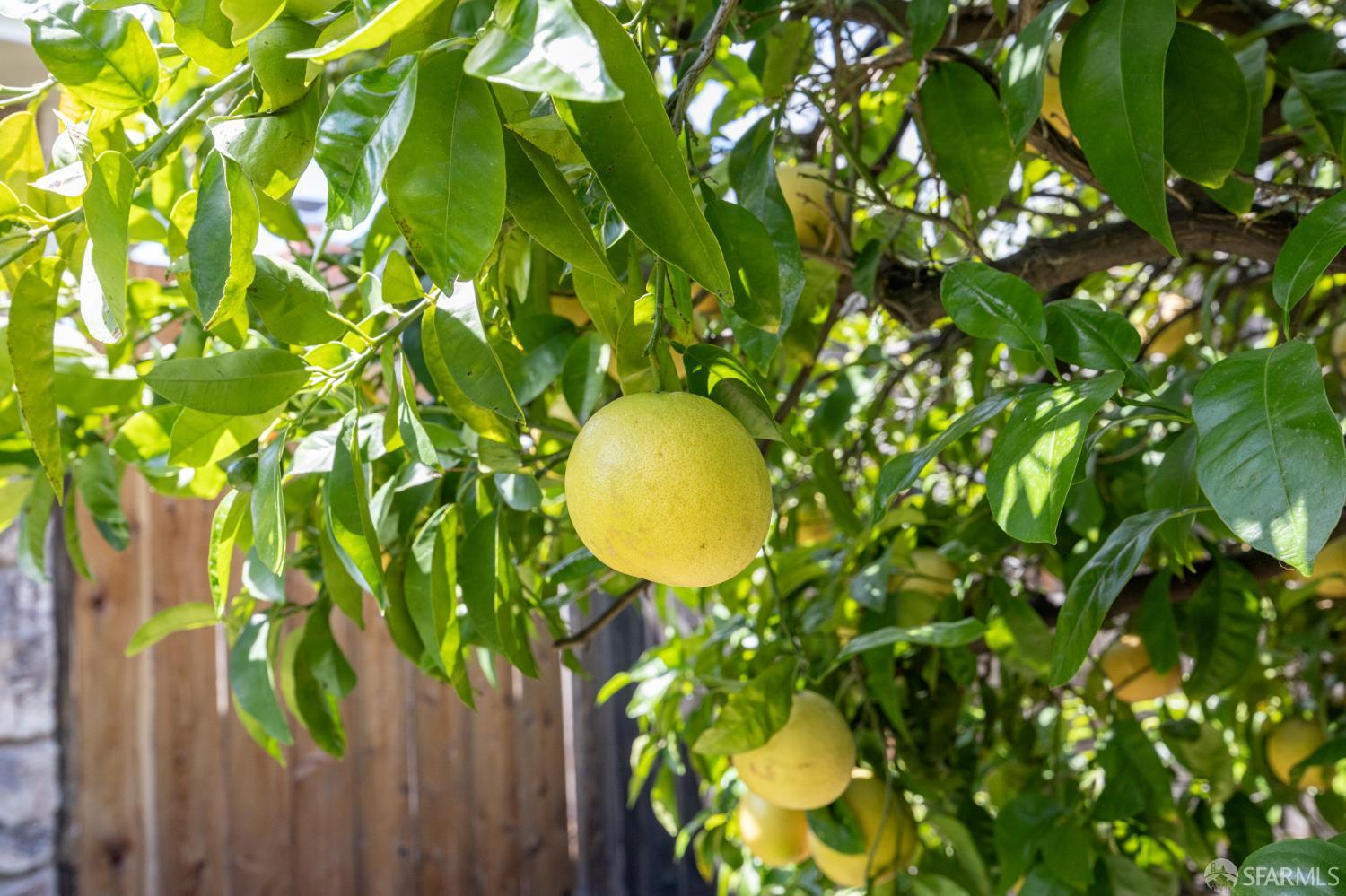 196 Loftus Road Pittsburg, CA 94565 - Photo 22 of 25 a view of a plant in a garden