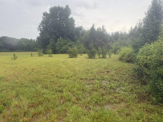 1100 Pine Top Road Toone, TN 38381 - Photo 36 of 40 Expansive open field with varied green foliage and several small, developing trees