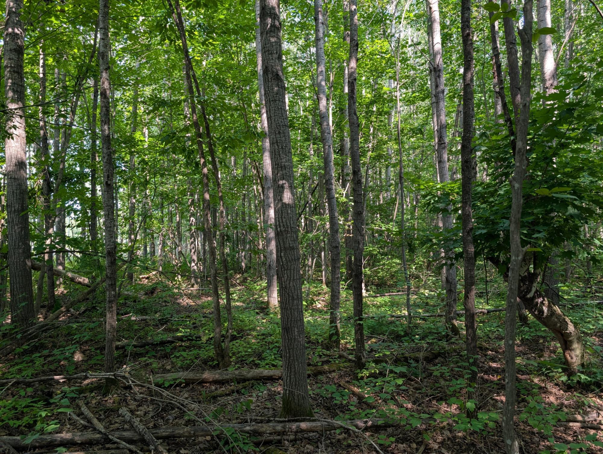 2 West Y Road Birchwood, WI 54817 - Photo 17 of 21 Gallery Image 17