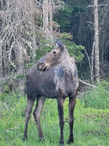 $709,000 | Lot I Pleasant Island Lane, Oquossoc, ME 04970
