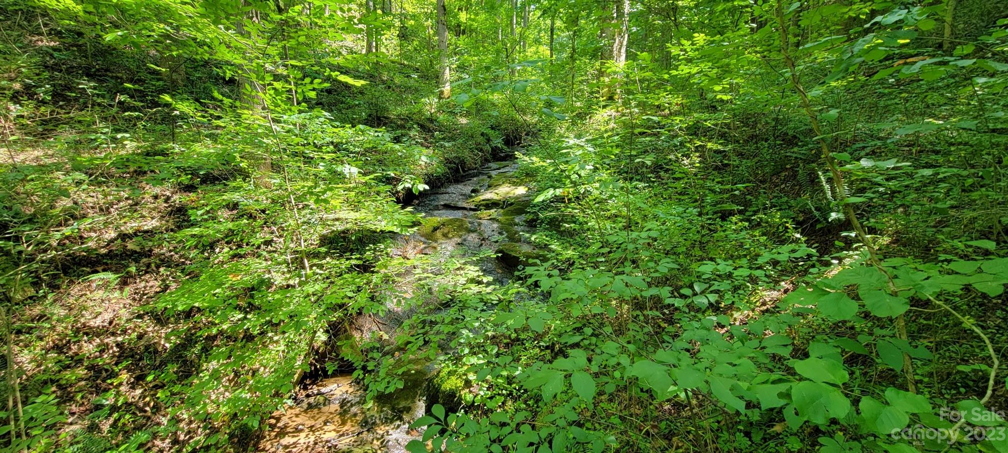 53 Eddie Cody Road Marshall, NC 28753 - Photo 7 of 10 a view of a lush green forest