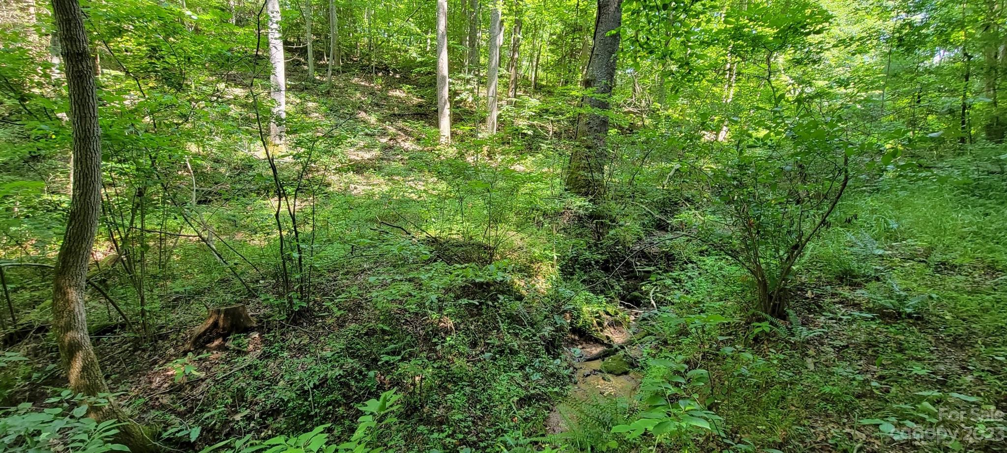 53 Eddie Cody Road Marshall, NC 28753 - Photo 8 of 10 a view of a lush green forest