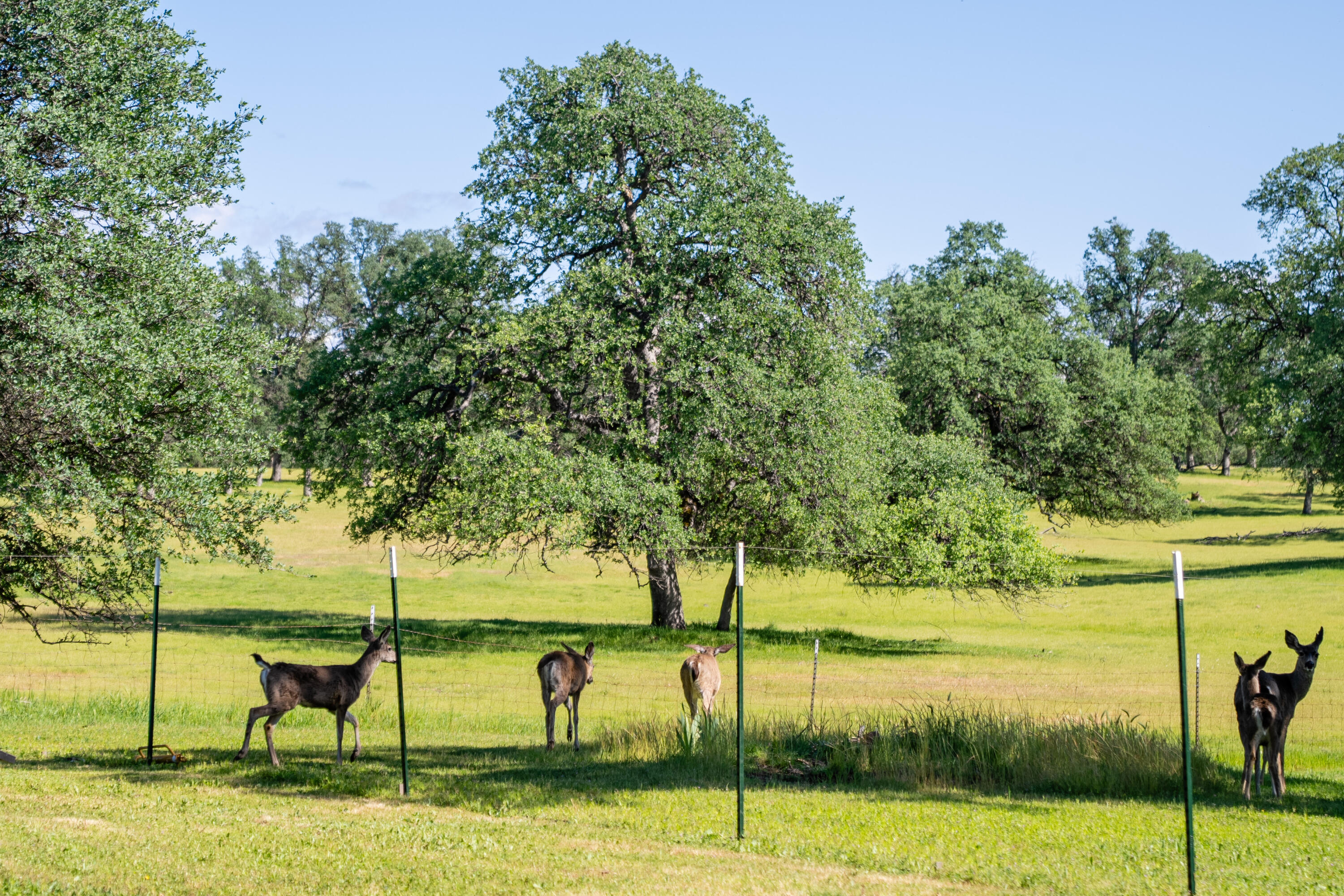 11385 Easy Street Redding, CA 96003 - Photo 32 of 55 TUF00939