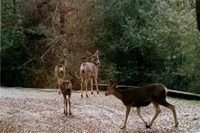 40924 Harris Road Springville, CA 93265 - Photo 21 of 32 Watch the abundant wild life that visits