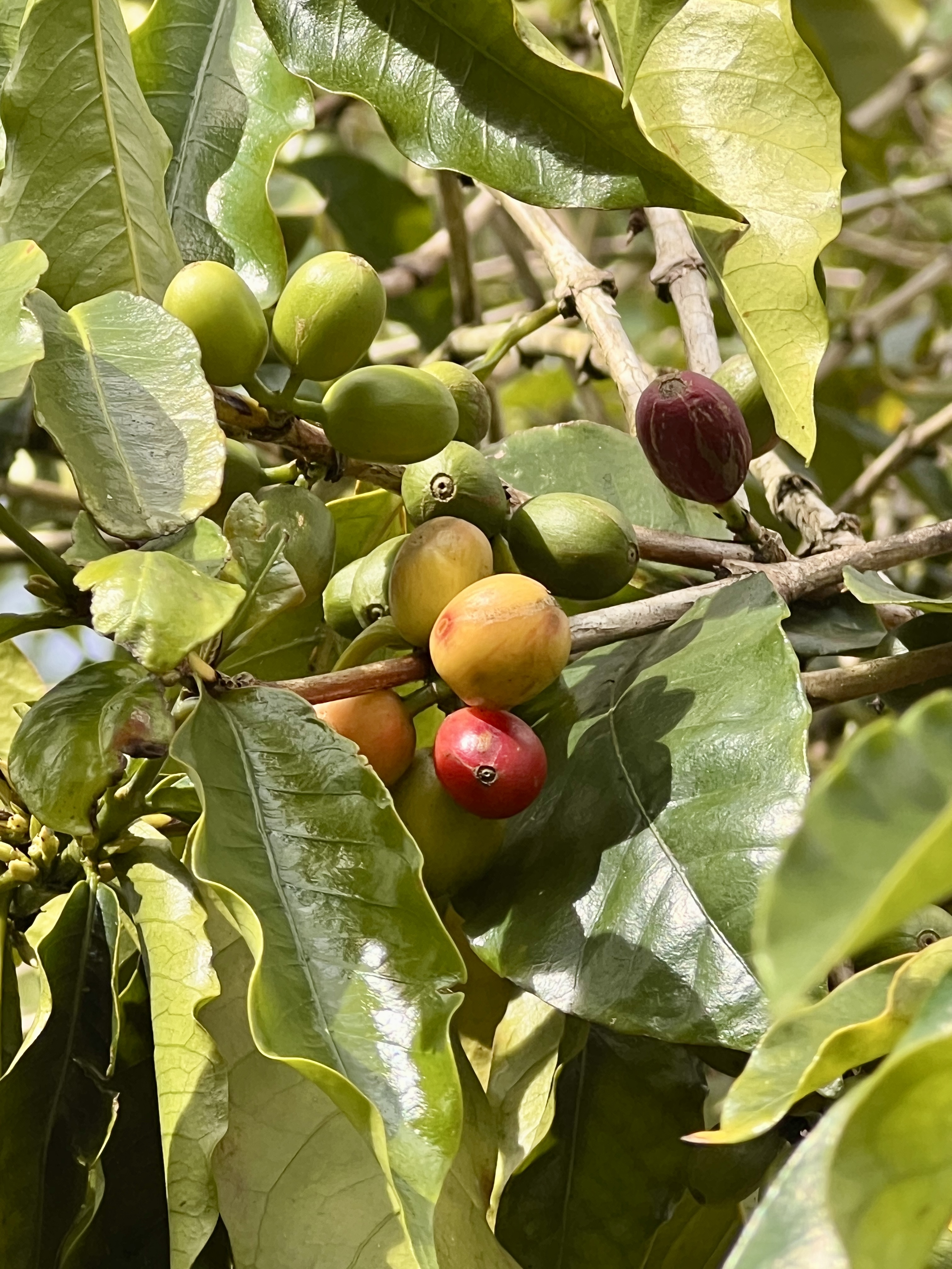 11-2485 Omeka Road Mountain View, HI 96771 - Photo 29 of 30