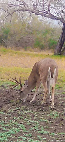 $775,000 | 3888 C R 321, San Diego, TX 78384