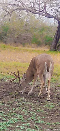 $775,000 | 3888 C R 321, San Diego, TX 78384