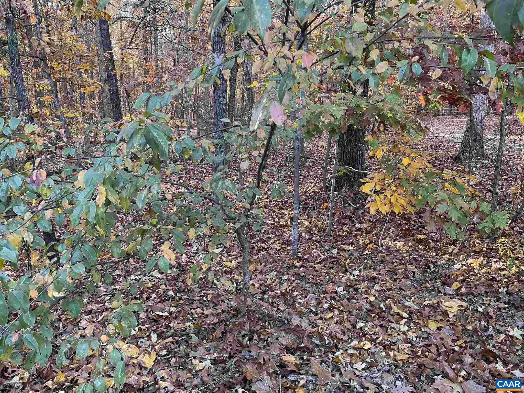 19 Chickasaw Place Charlottesville, VA 22902 - Photo 5 of 5 a picture of tree
