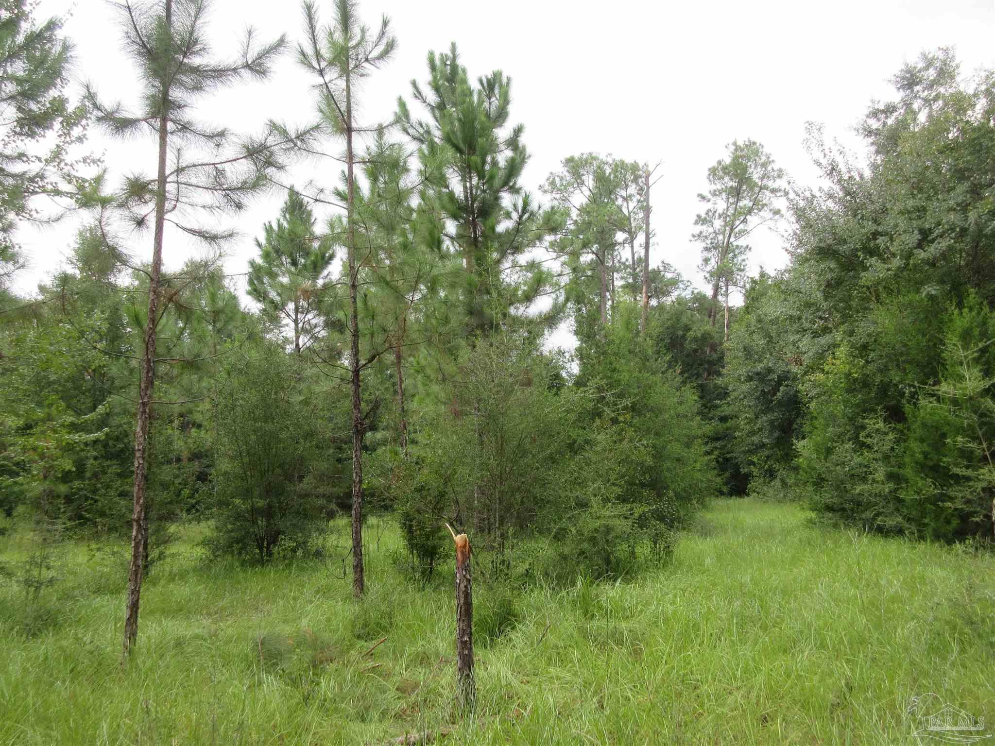 Chumuckla Highway Pace, FL 32571 - Photo 21 of 28