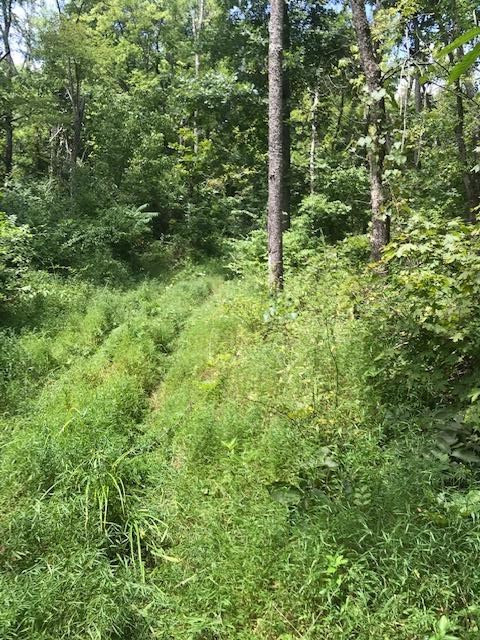 158-acres Eagle Tunnel Road Dry Ridge, KY 41035 - Photo 6 of 22 Gallery Image 6