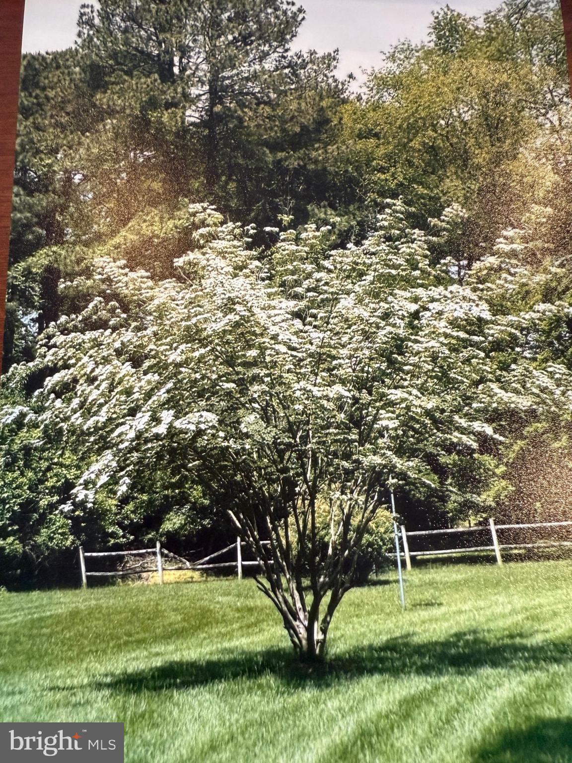 6155 Sandy Point Road Prince Frederick, MD 20678 - Photo 48 of 50 a view of a big yard with plants and large trees
