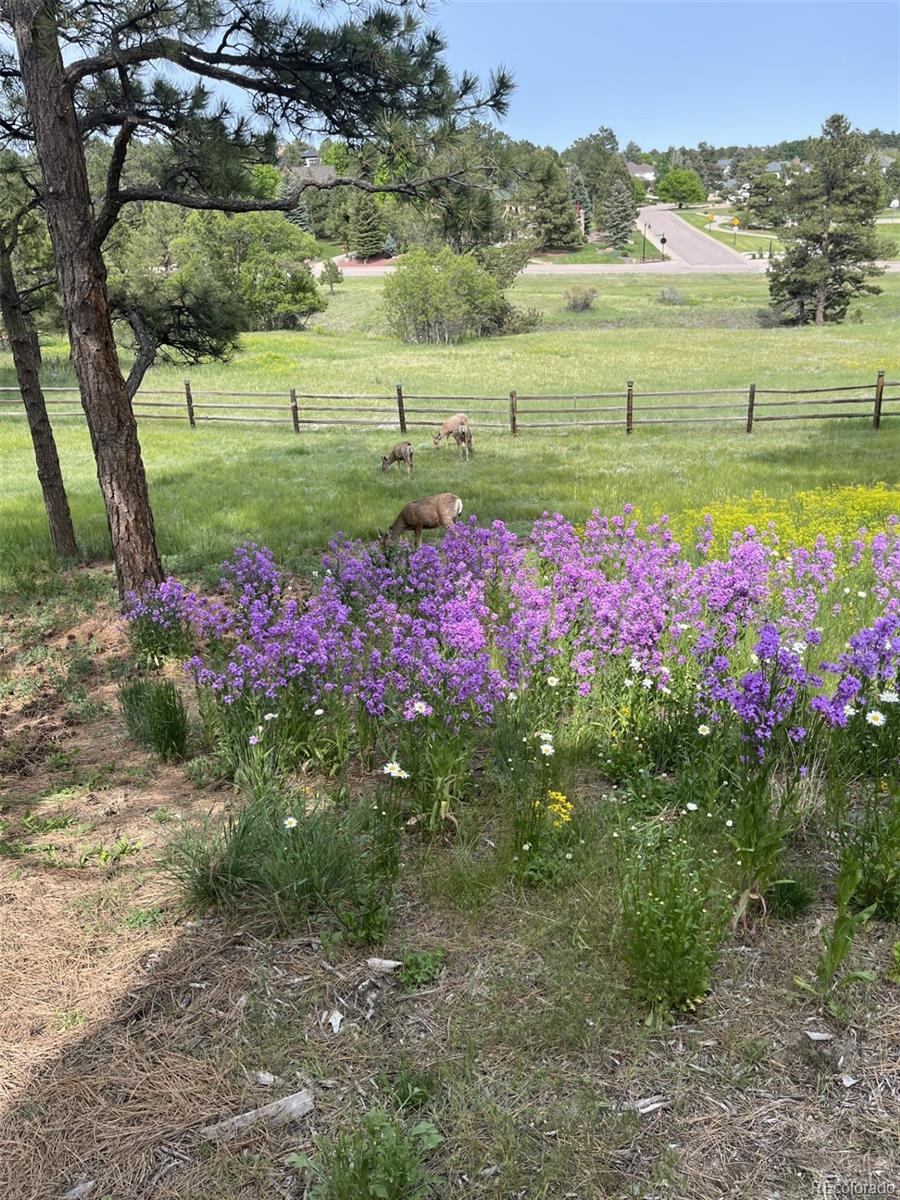 5213 Pinyon Jay Road Parker, CO 80134 - Photo 37 of 46