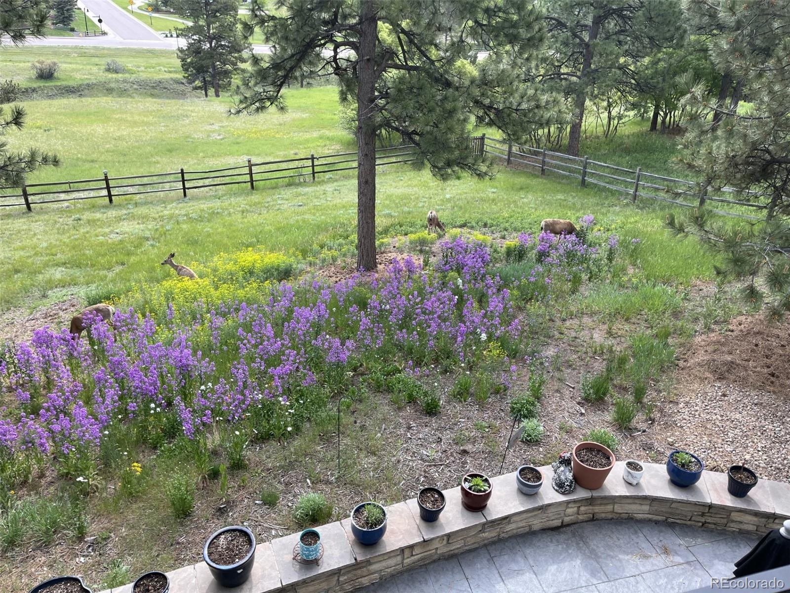 5213 Pinyon Jay Road Parker, CO 80134 - Photo 4 of 46