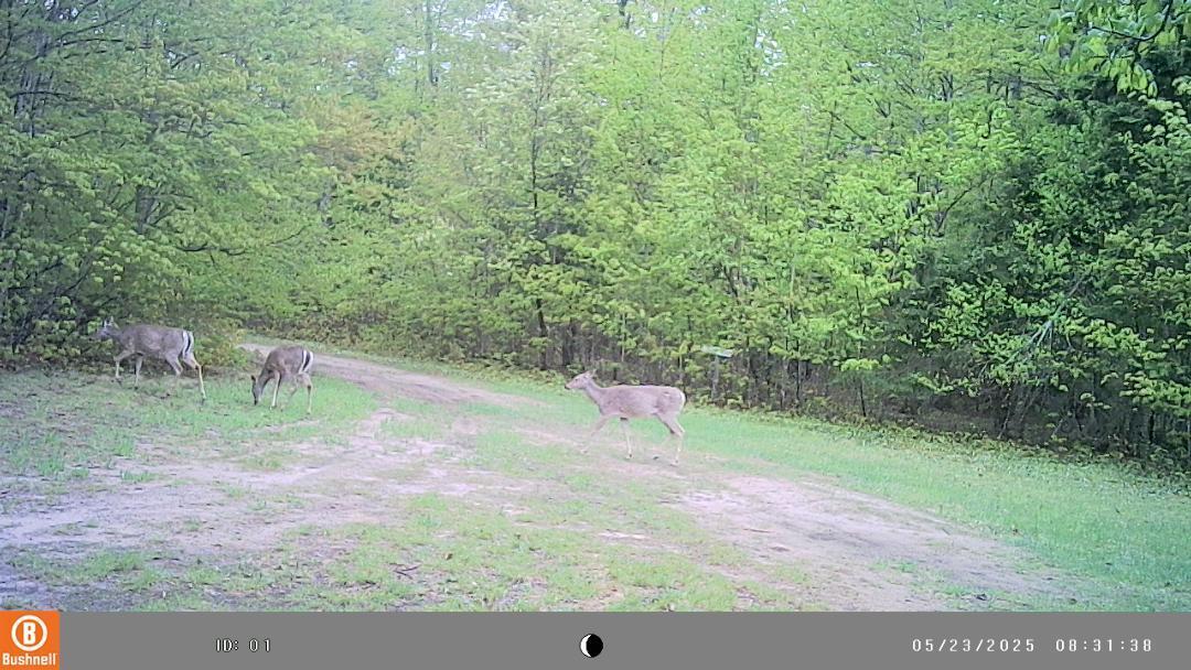 23 East 23 Mile Road Pickford, MI 49774 - Photo 10 of 27 Gallery Image 10