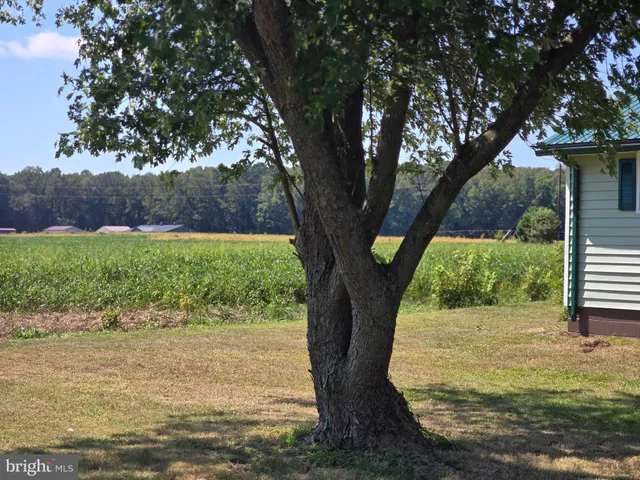 a view of a yard with large tree