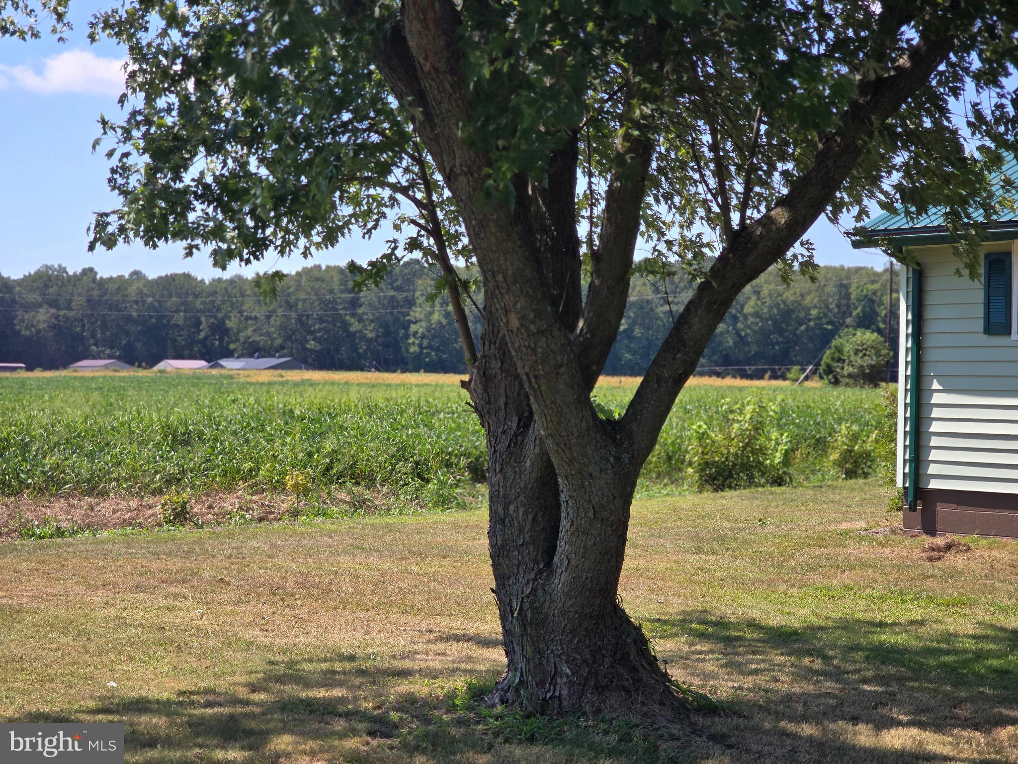 4662 Powellville Road Pittsville, MD 21850 - Photo 18 of 34 a view of a yard with large tree