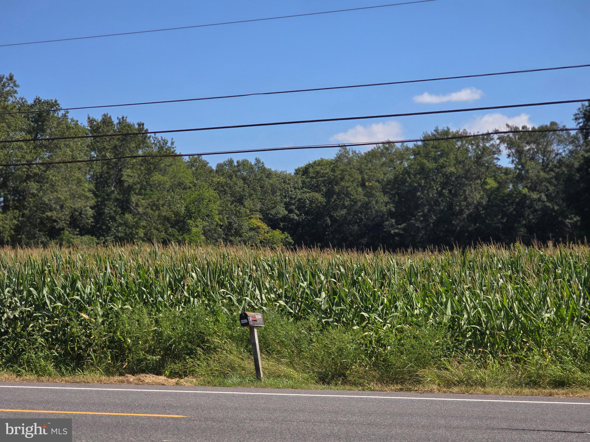 4662 Powellville Road Pittsville, MD 21850 - Photo 9 of 34 a view of a yard