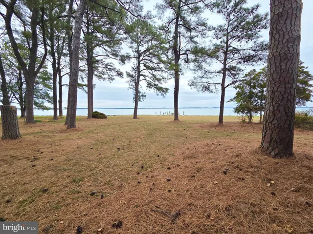 a view of yard with tree in the background