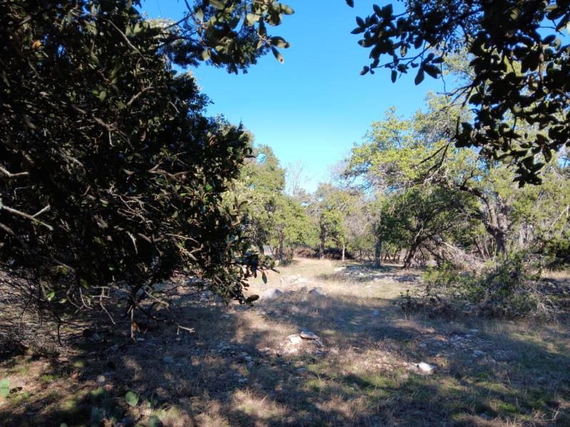 101 Timber Line Road Georgetown, TX 78633 - Photo 3 of 15 a view of a forest with trees