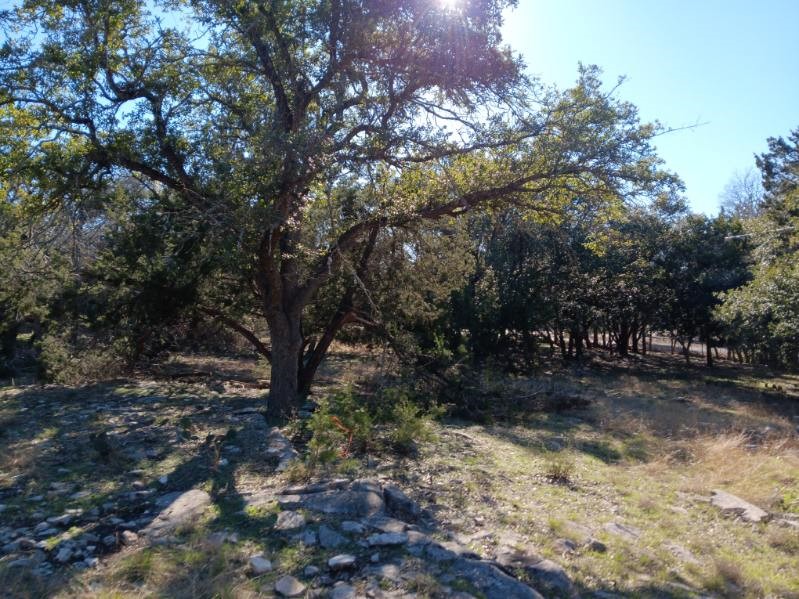 101 Timber Line Road Georgetown, TX 78633 - Photo 6 of 15 a view of backyard with green space